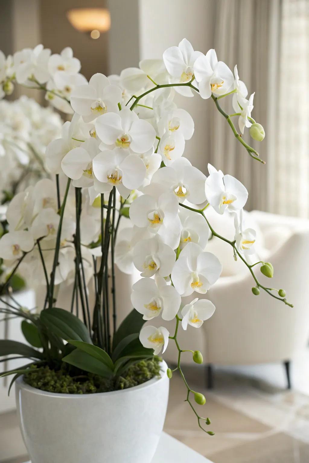 A lavish arrangement showcasing elegant orchids.