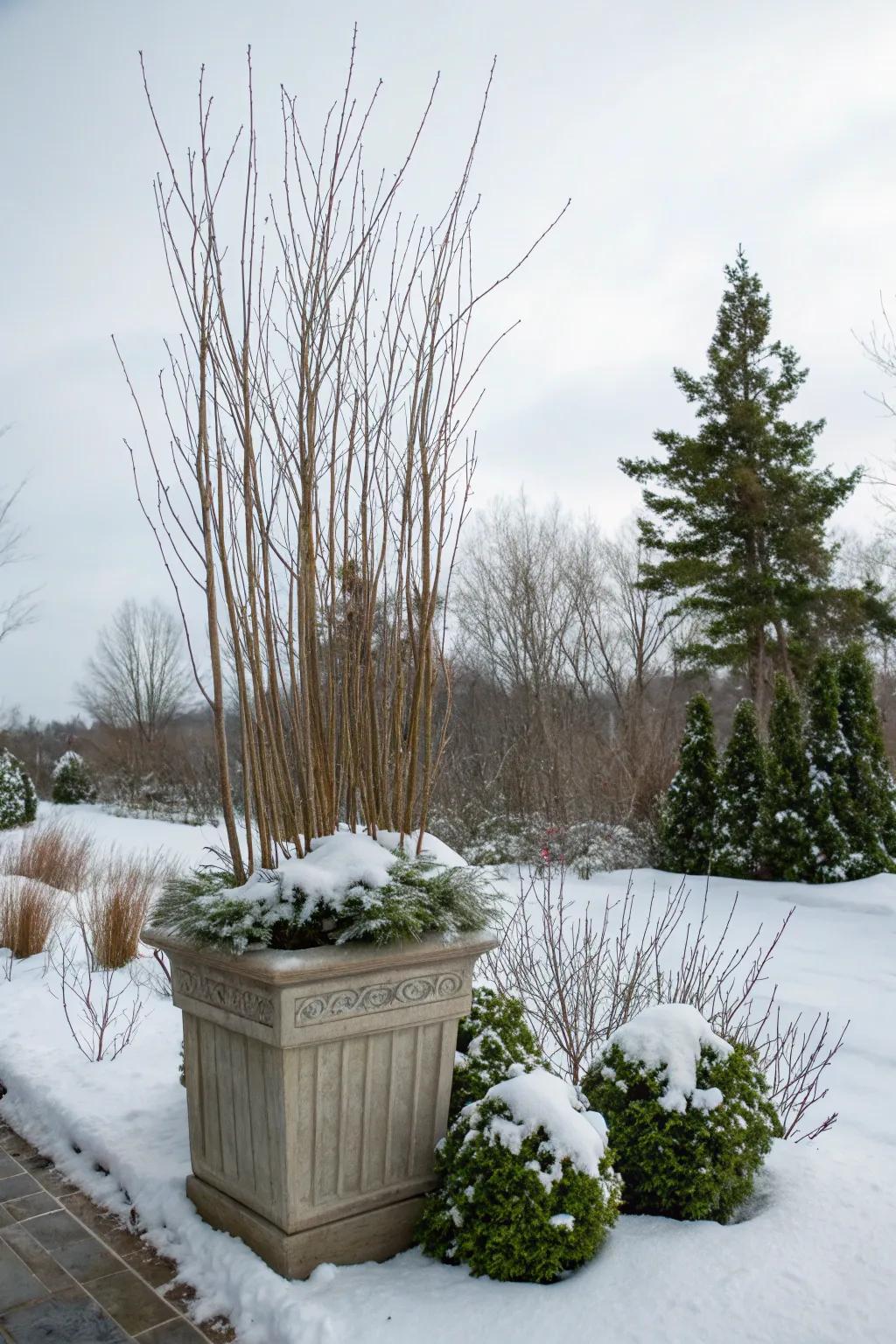 Tall branches contribute drama and structure to your arrangements.