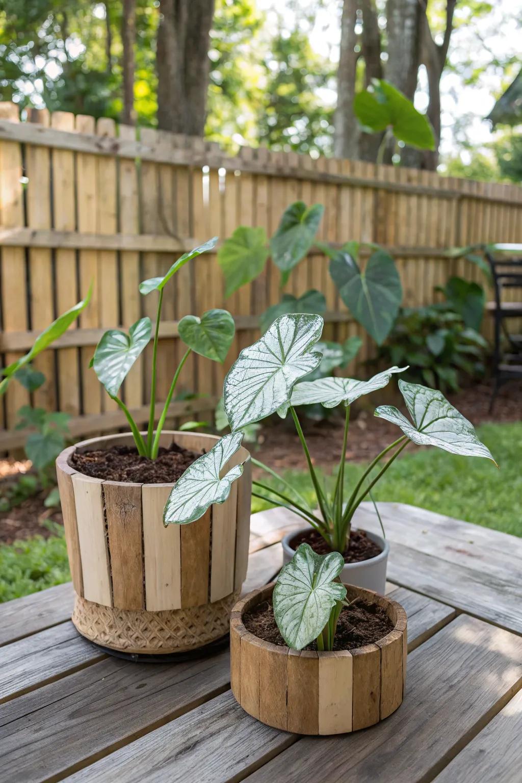Natural wood containers add rustic charm to caladium displays.