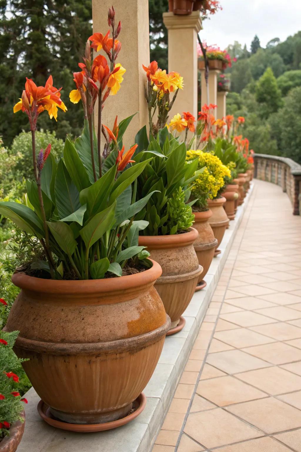 Timeless charm with glory plants in baked clay pots.