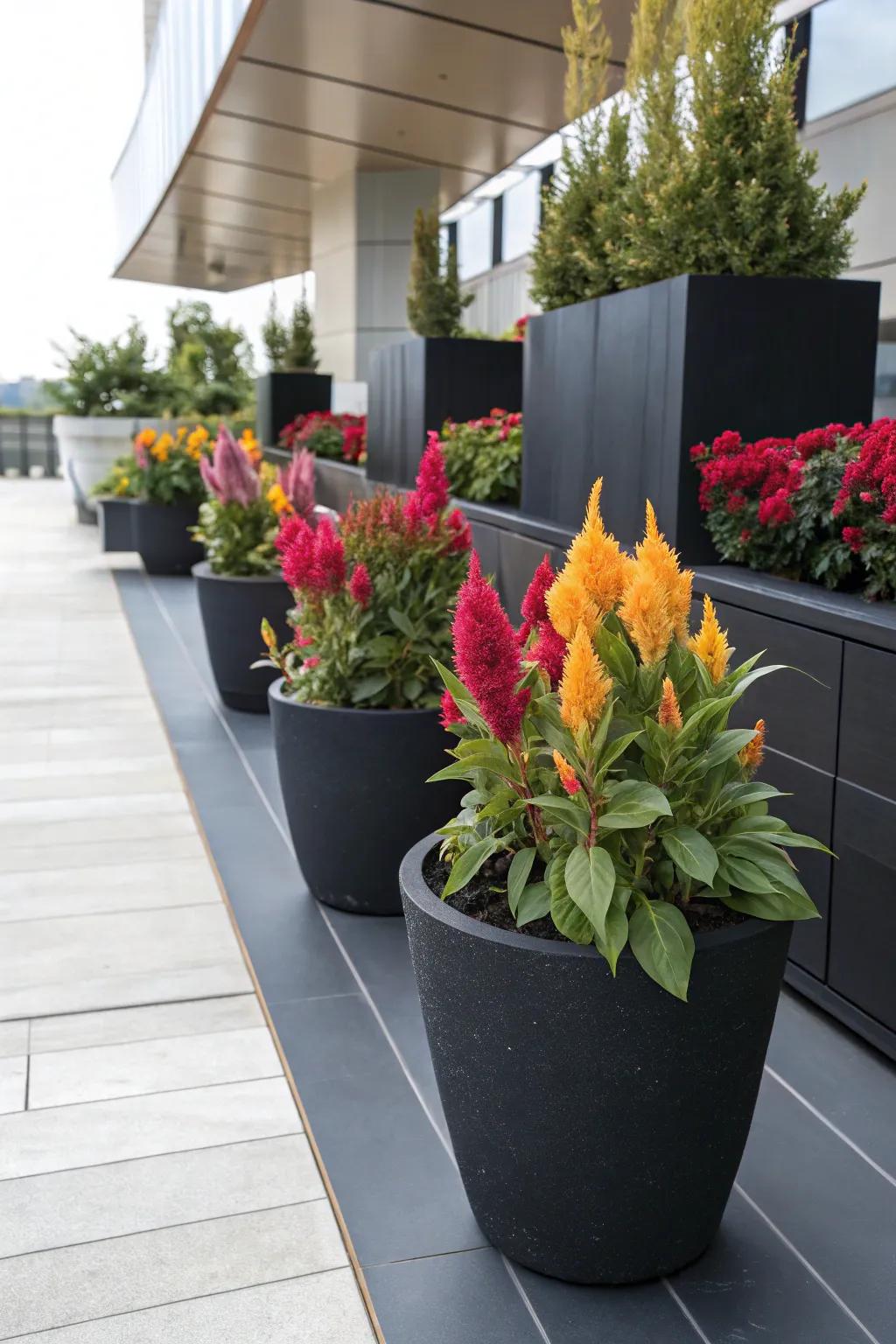 Black pots add elegance and make celosia colors pop.