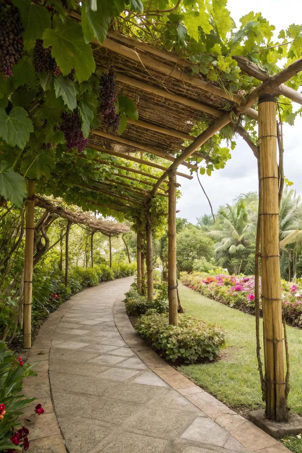 An eco-friendly cane arbor offering delicate support for grapevines.