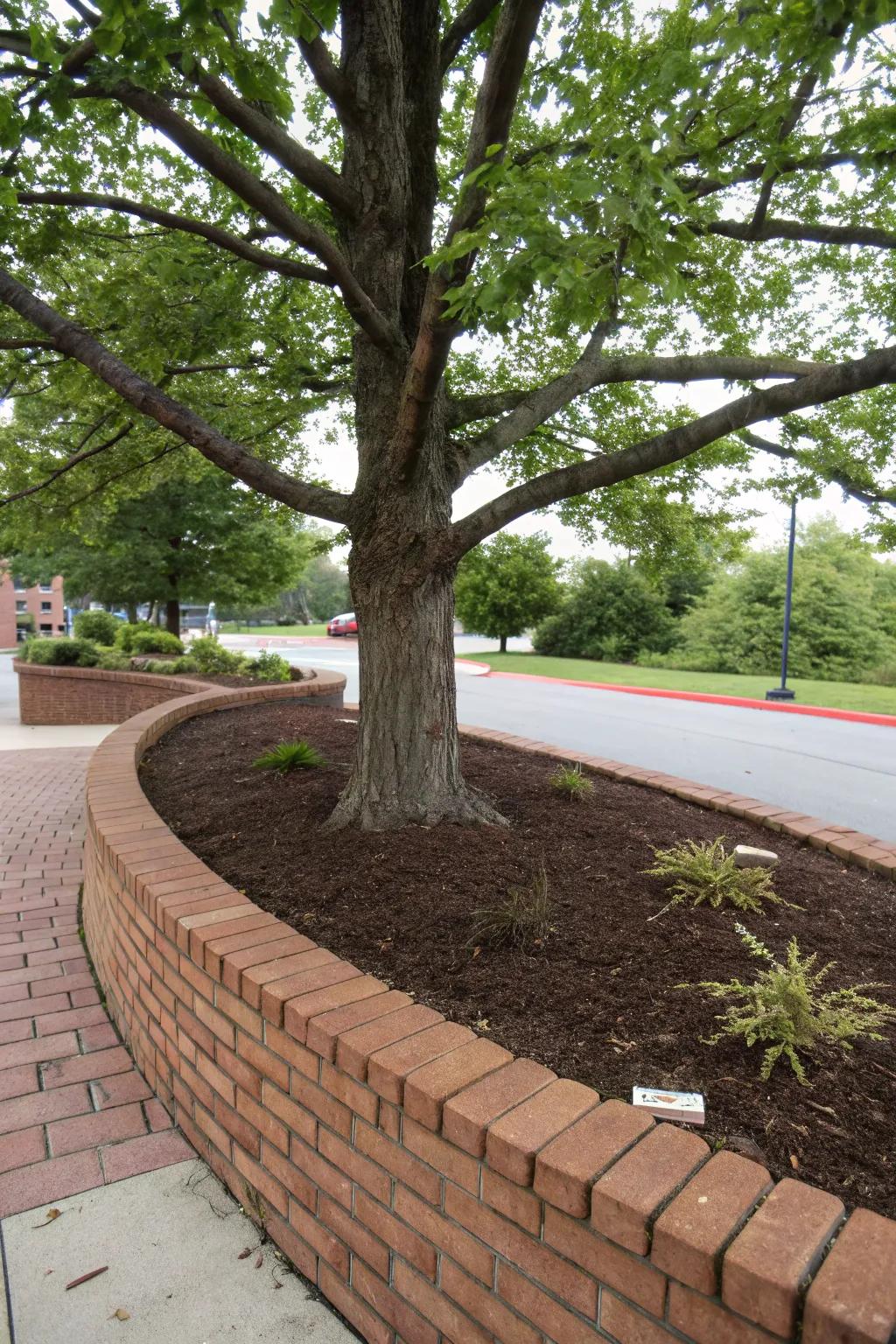 Block or stone bordering provides a clean, defined perimeter for trees.