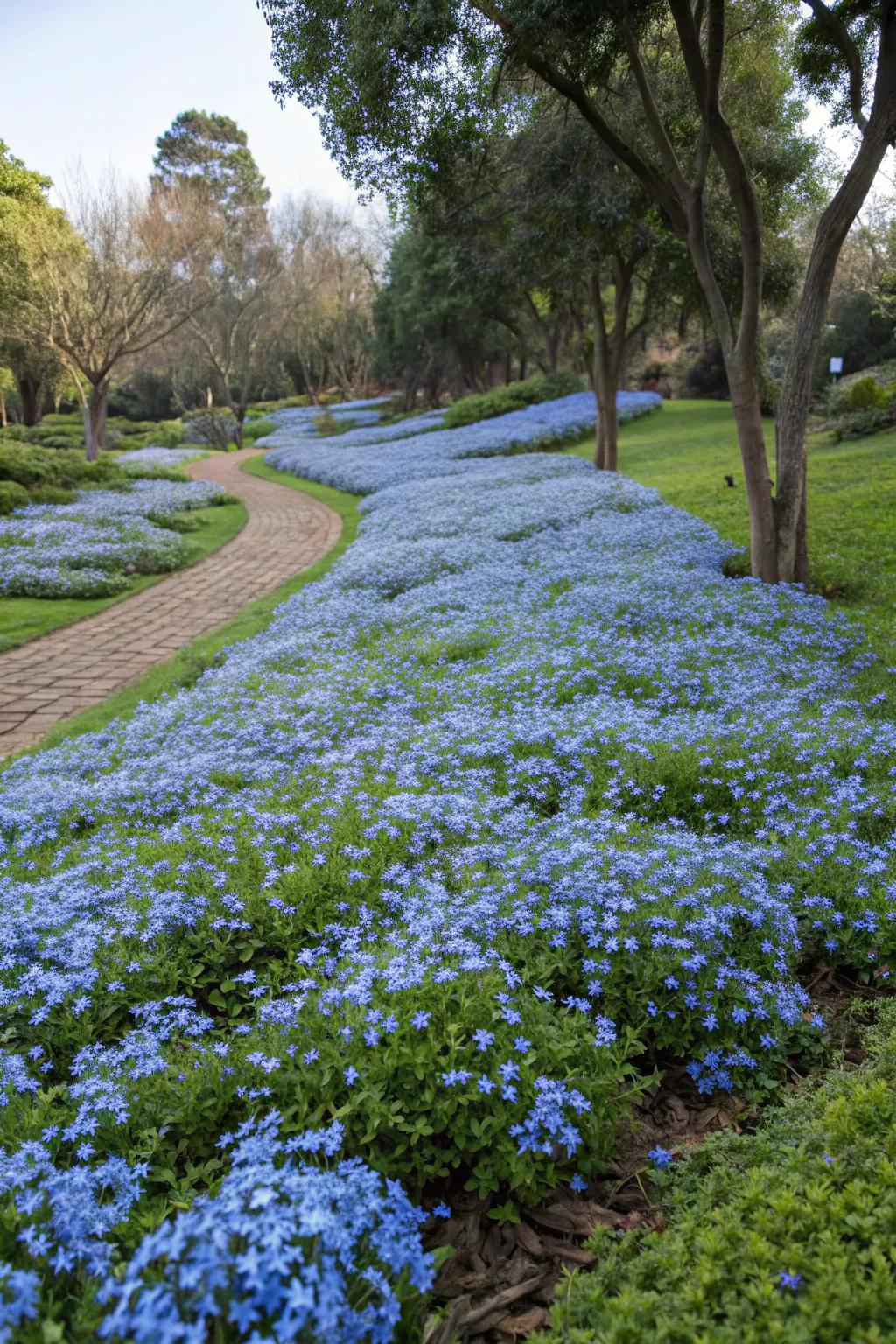 A large garden area covered by blue plumbago flowers serving as ground cover.