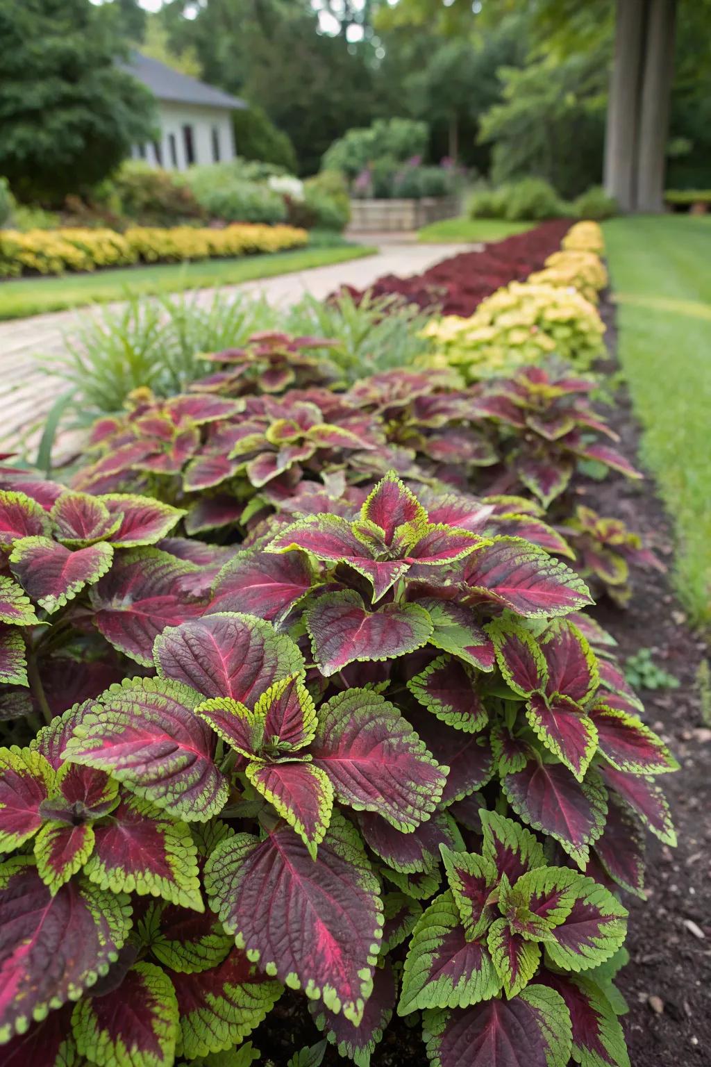 Bugleweed adding texture and color to a garden area.