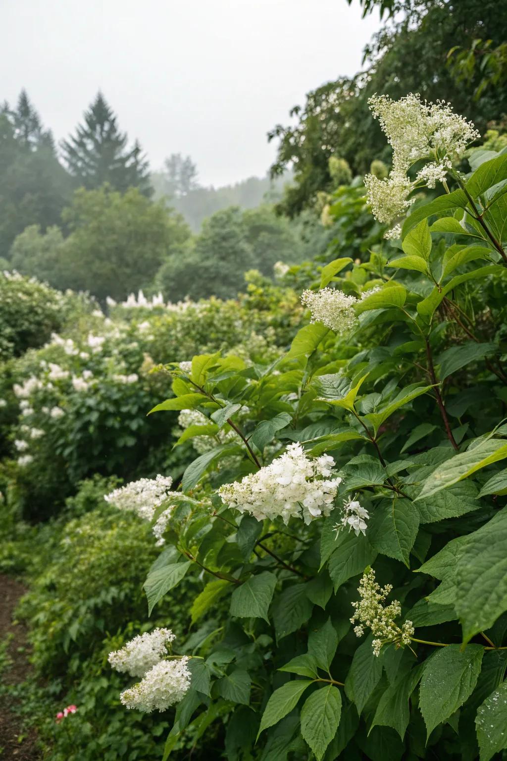 Green foliage backdrops make white blooms pop.