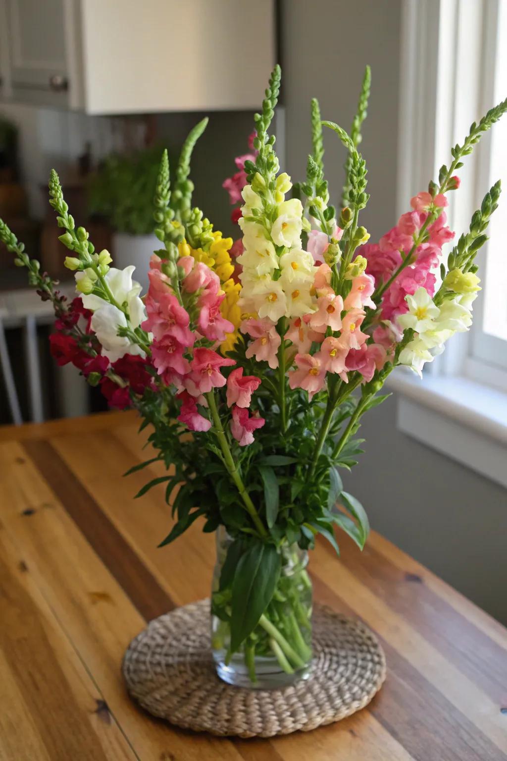 Snapdragons make stunning and long-lasting cut flowers for indoor displays.