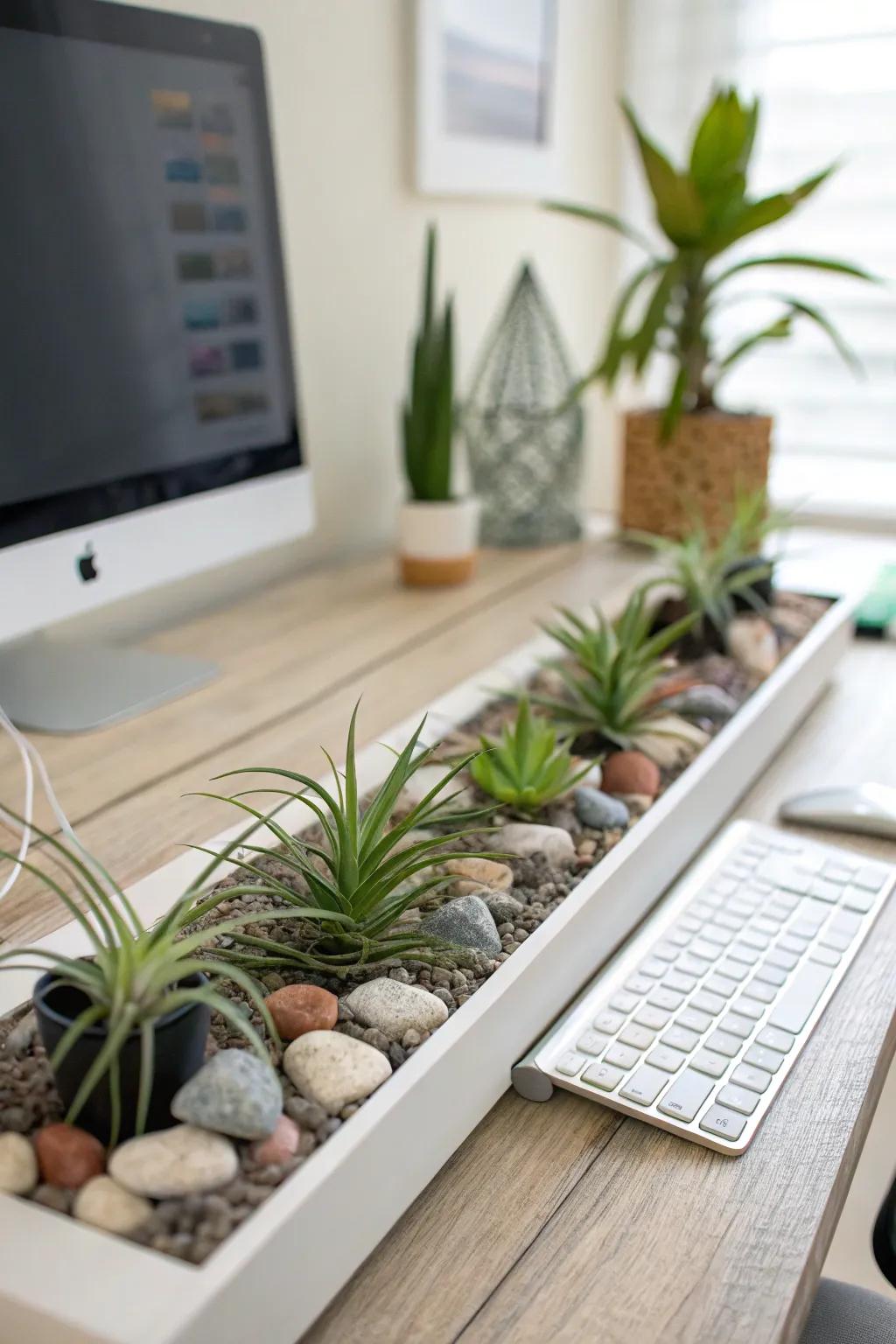 Air plants arranged on decorative pebbles.