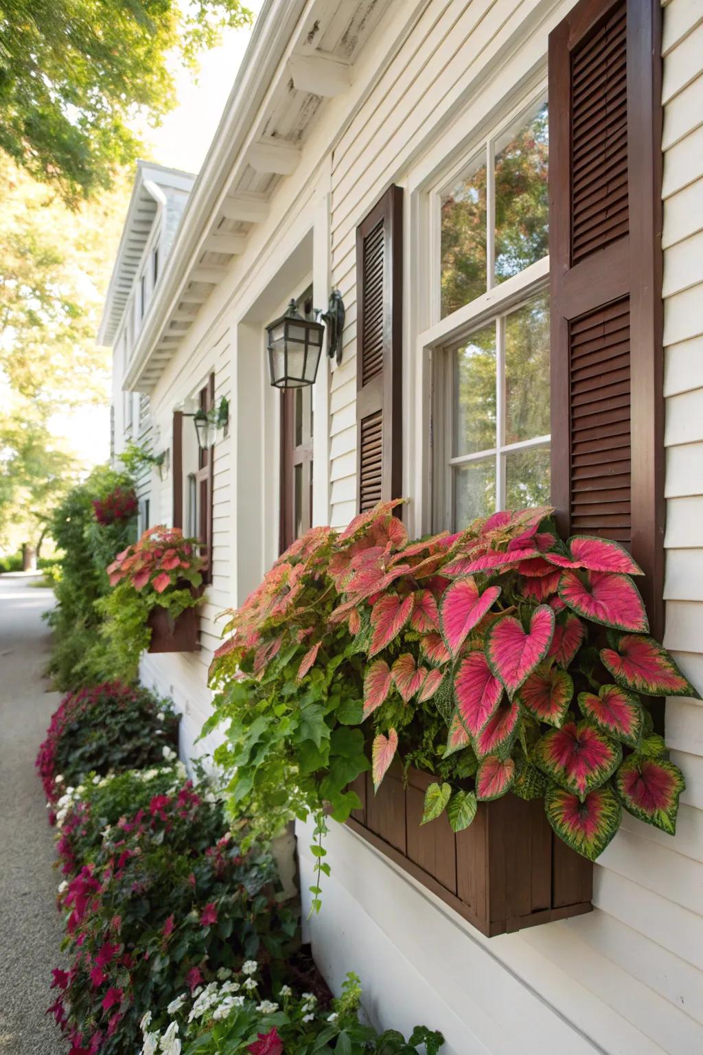 Window boxes with caladiums add curb appeal to your home.