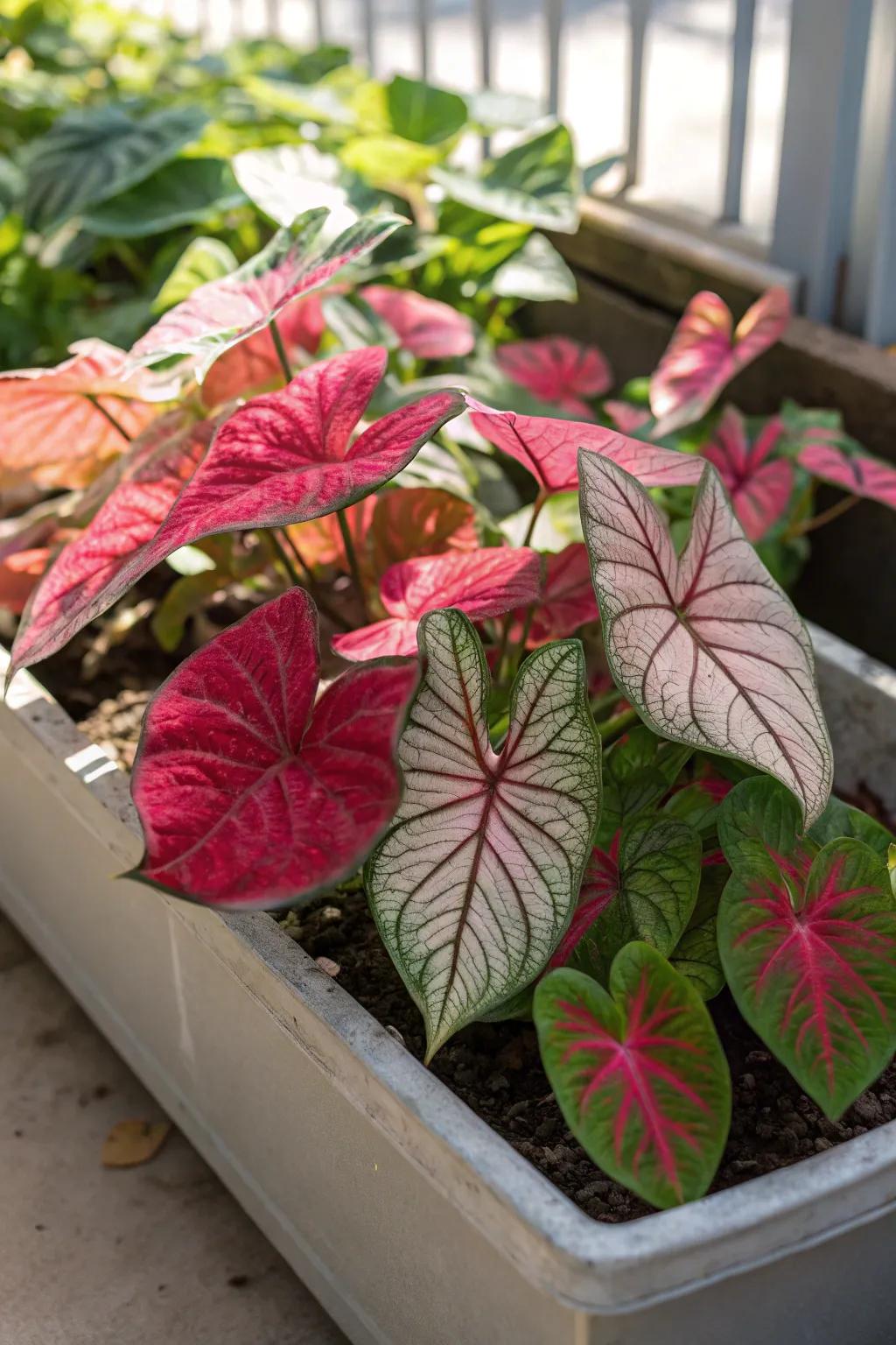 Caladiums introduce a burst of color and texture.