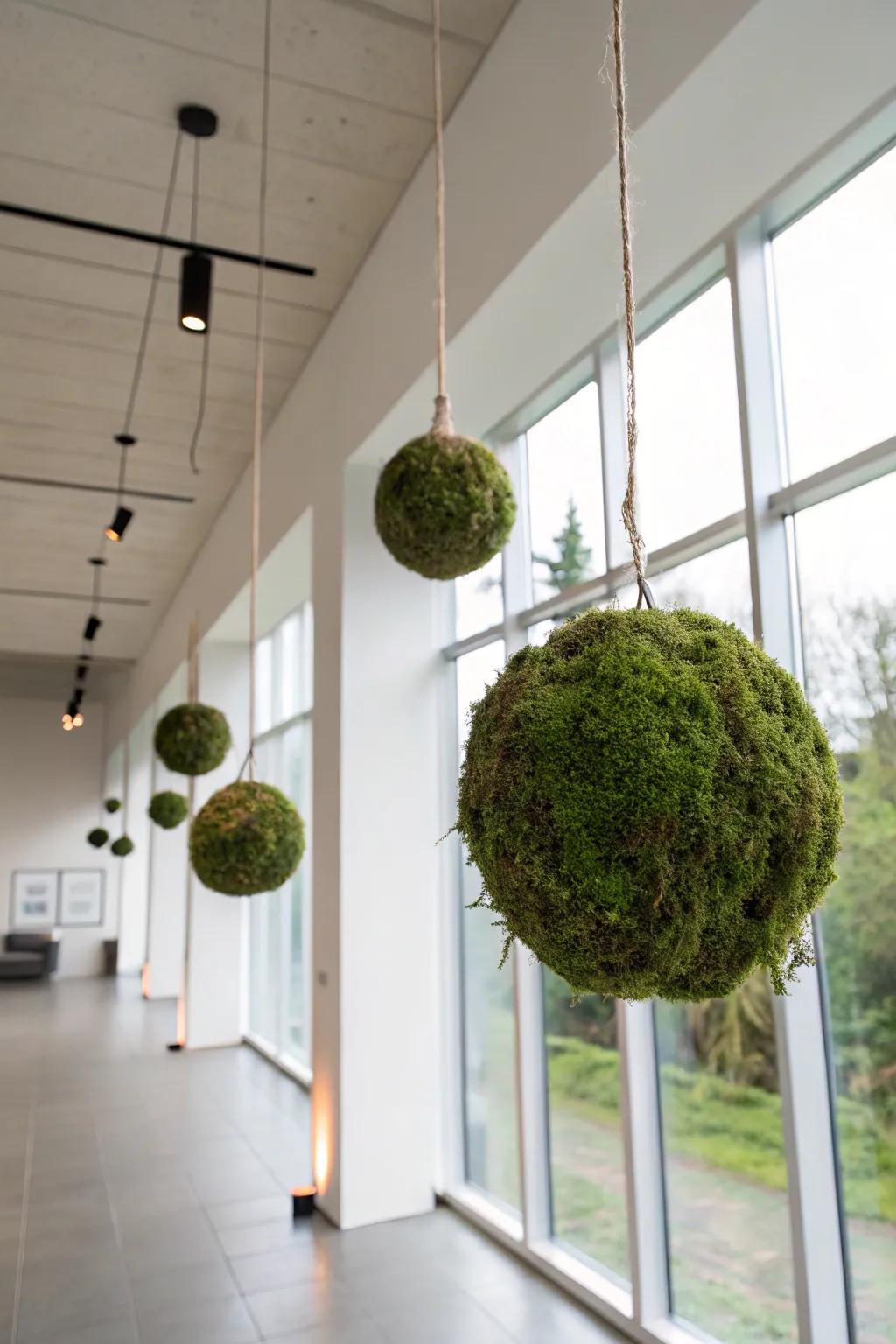 Yarn sphere moss spheres delivering a singular and artistic impression.