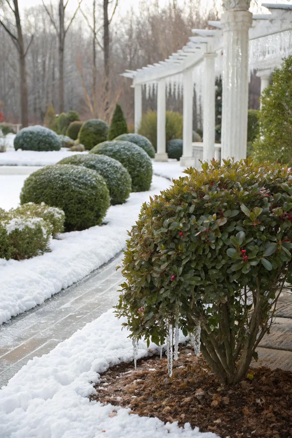Indian hawthorn offers frost resilience for winter gardens.