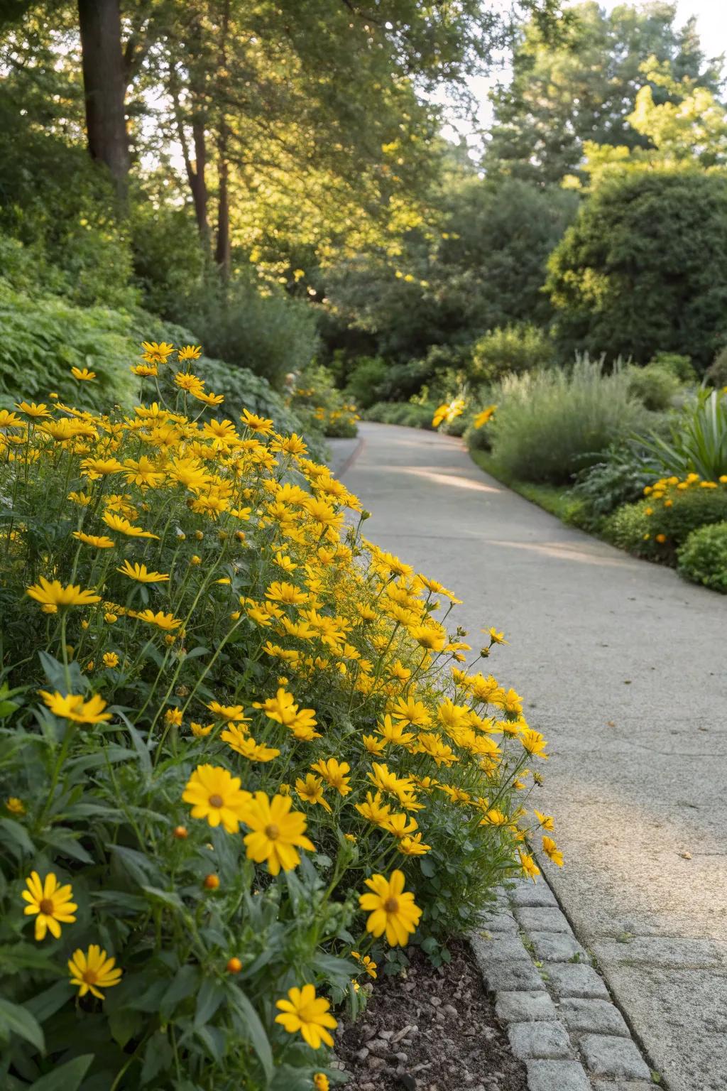 Coreopsis adds a cheerful splash of color to borders.