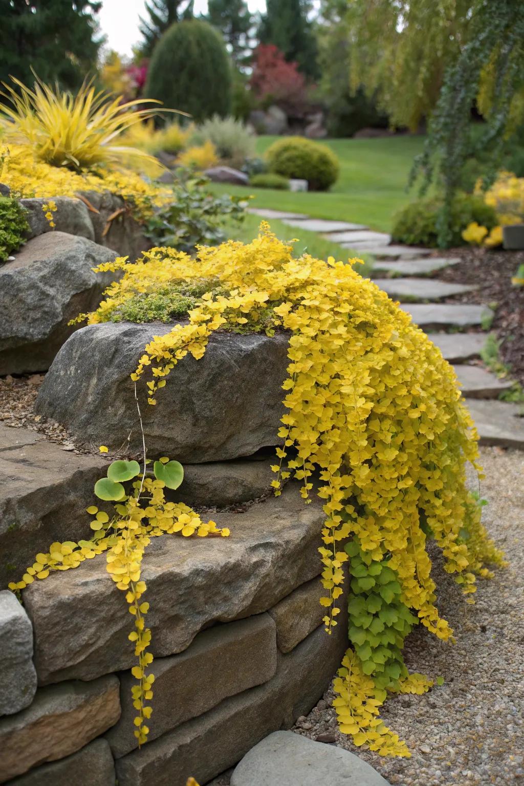 Creeping Jenny cascading beautifully over garden rocks.