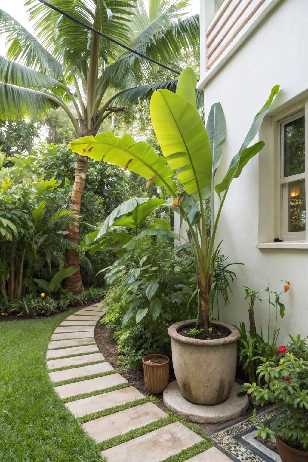 A potted banana tree conveys a bold tropical declaration to a small patio.