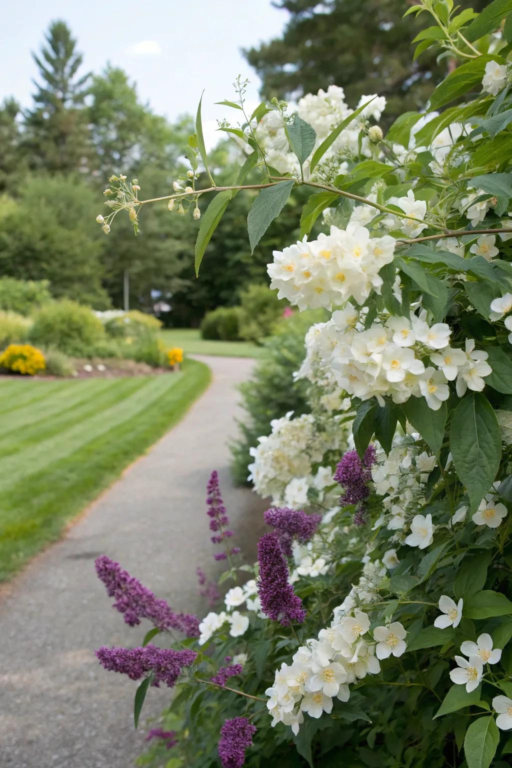 White blossom shrub and flutter flower establish a pleasing sensory garden.