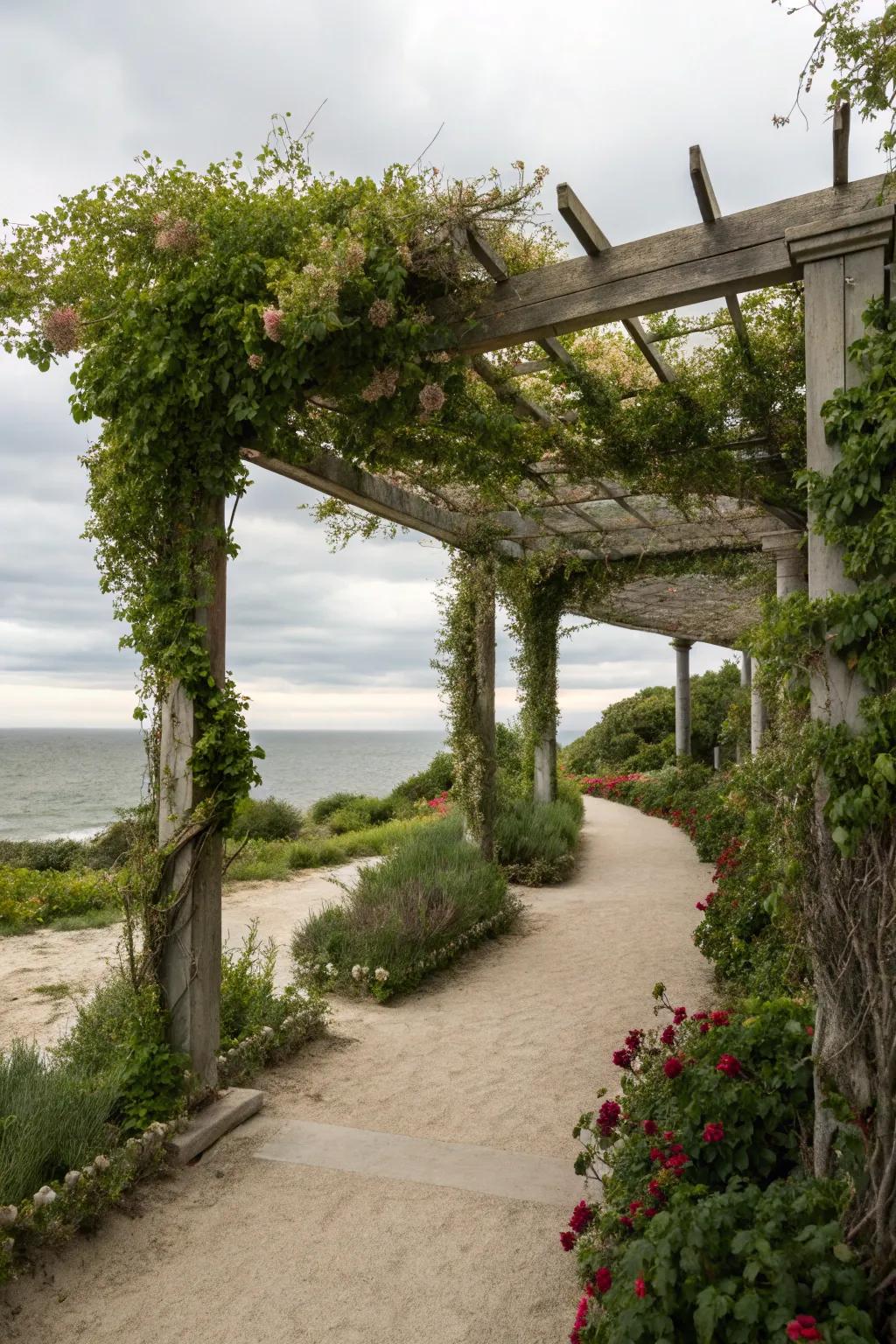 A provides shade and elegance in coastal gardens.