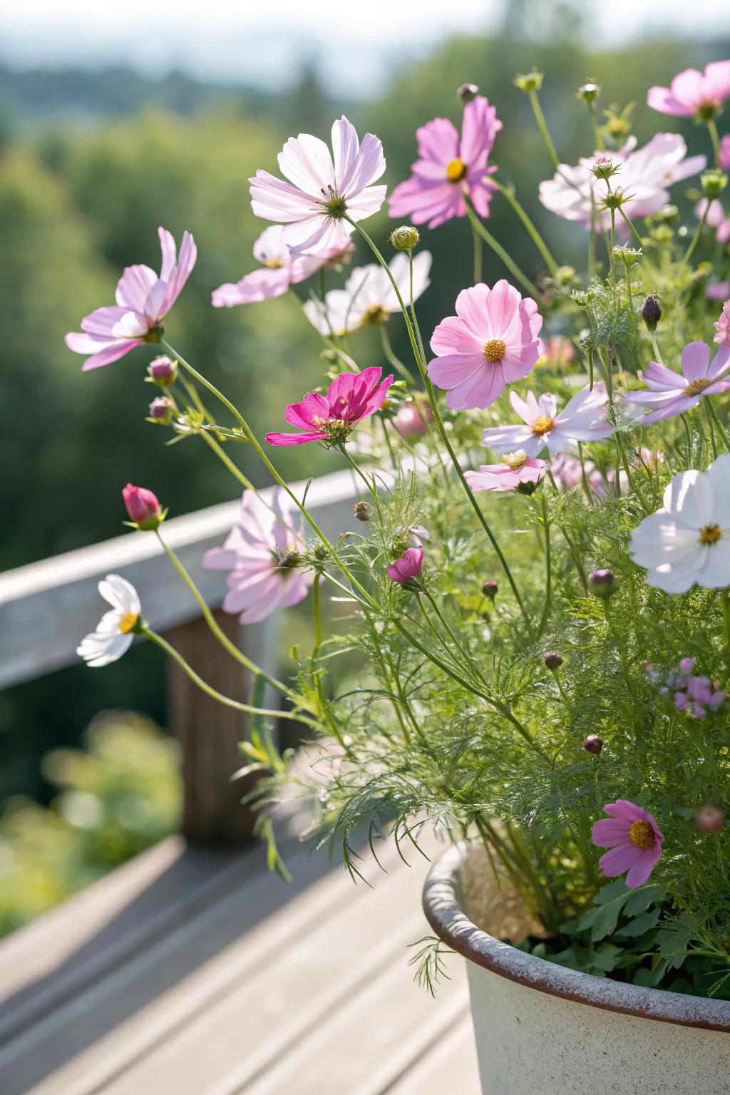 Cosmos add charm and simplicity to the garden.