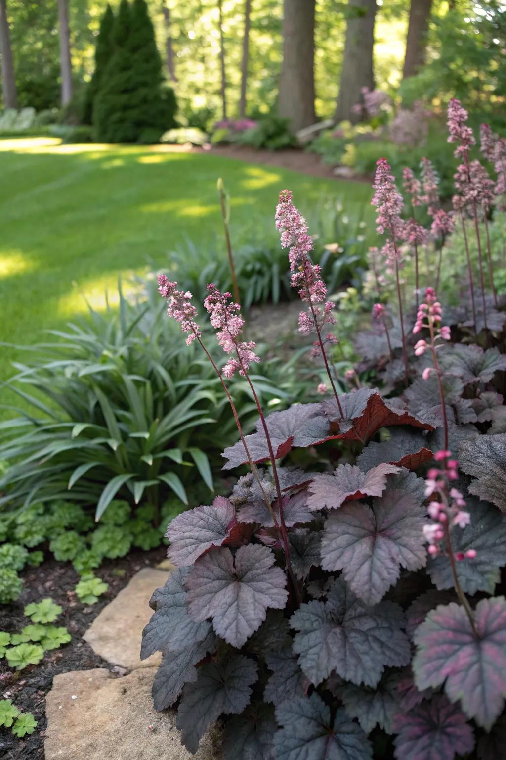 Coral bells paired with dark foliage plants create a dramatic garden look.