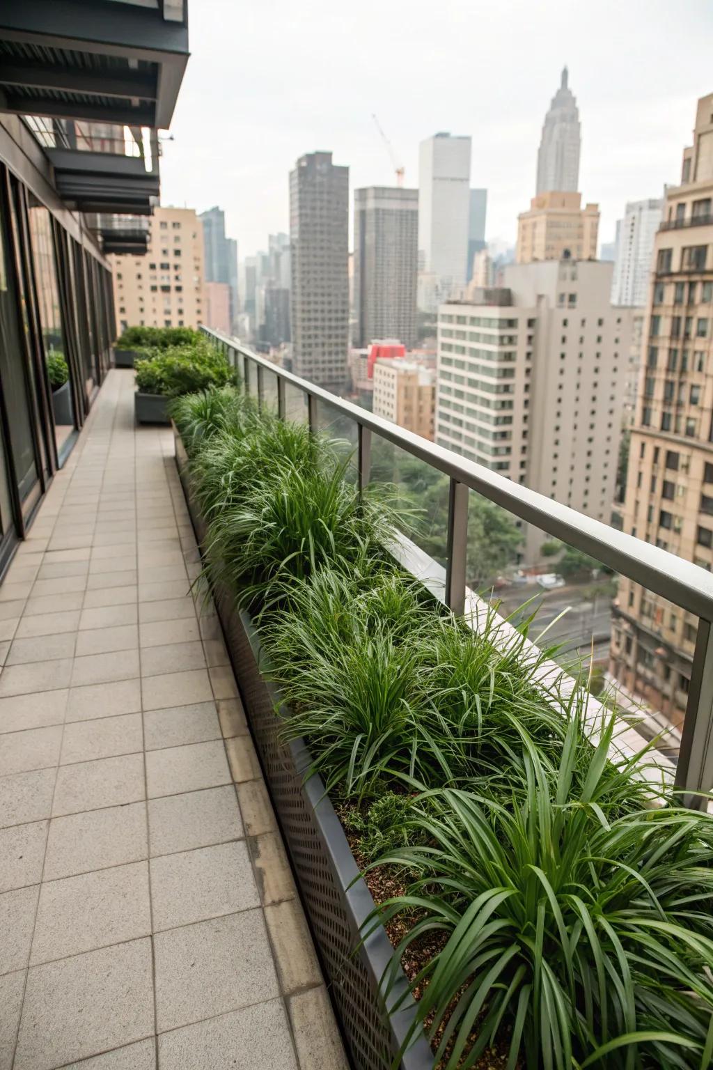 Lush liriope adorns an urban balcony, creating a serene retreat.