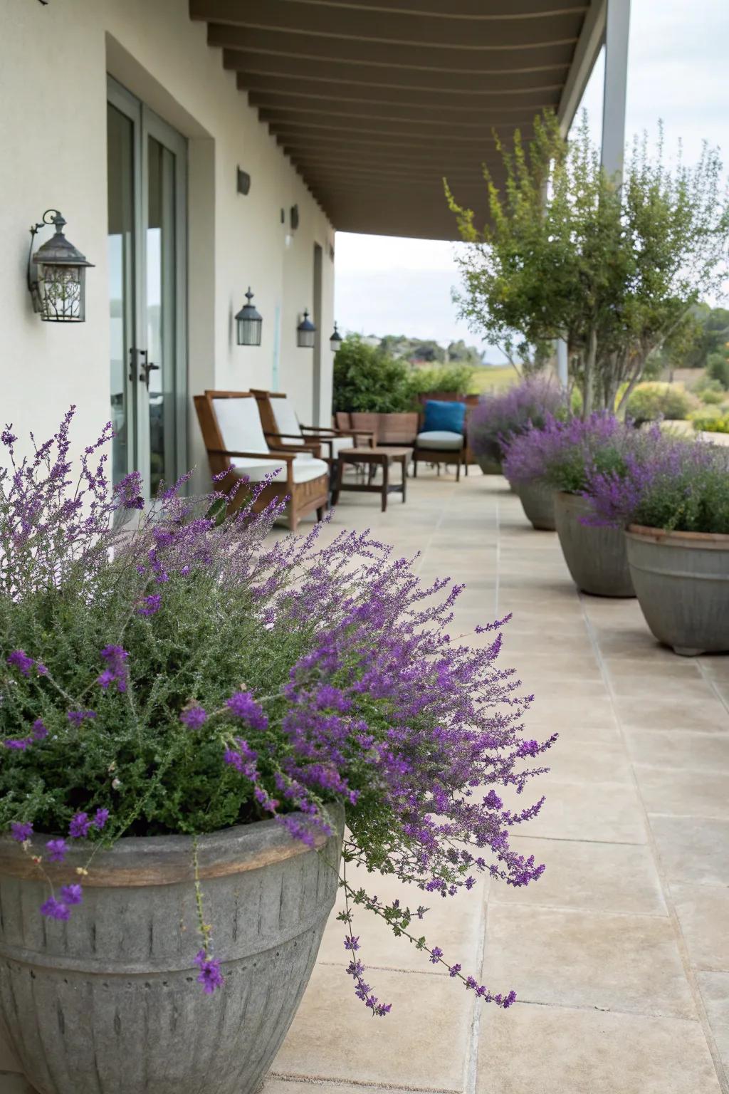 Serene patio space adorned with Texas sage.