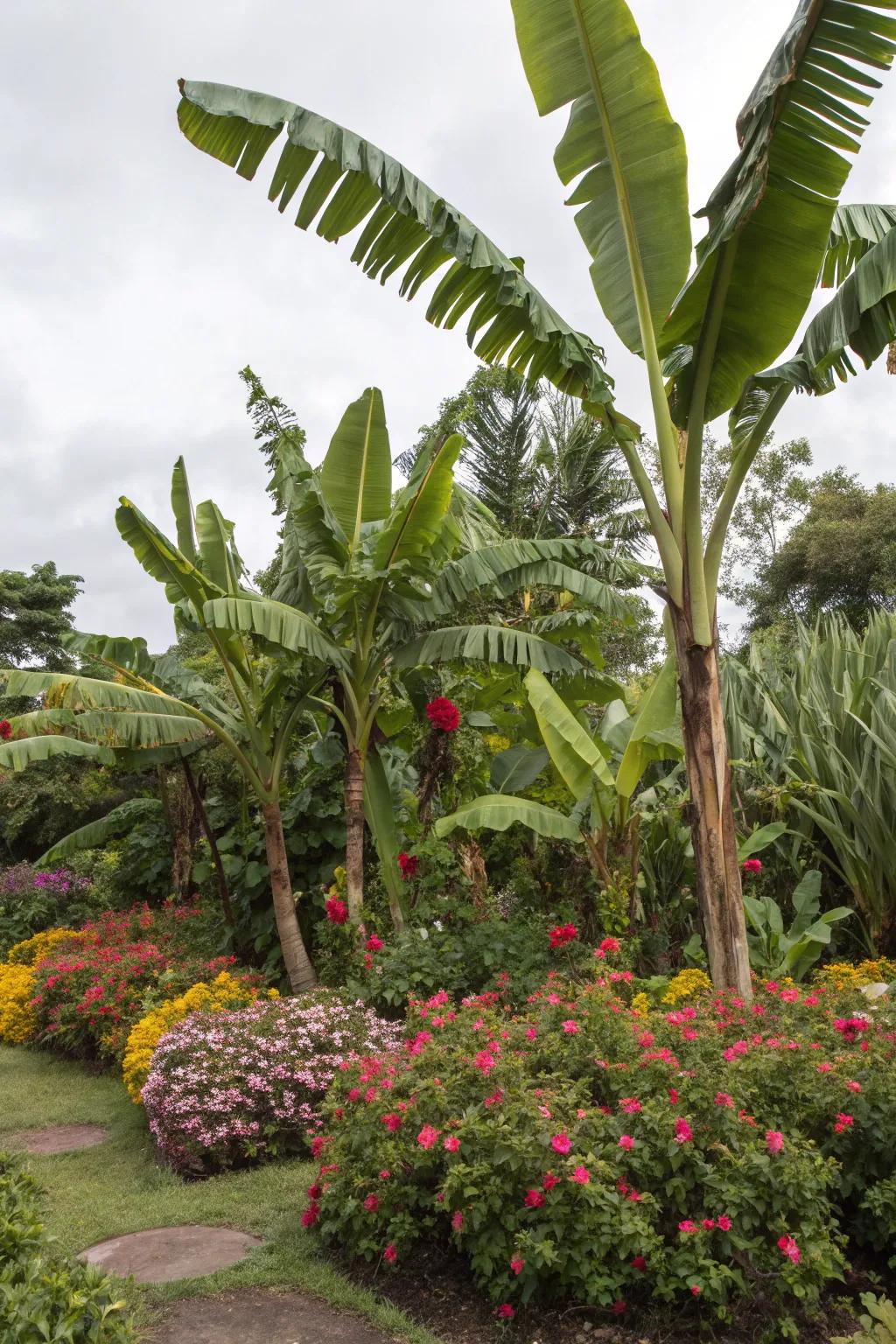 Enjoy continuous color with seasonal flora around your banana trees.
