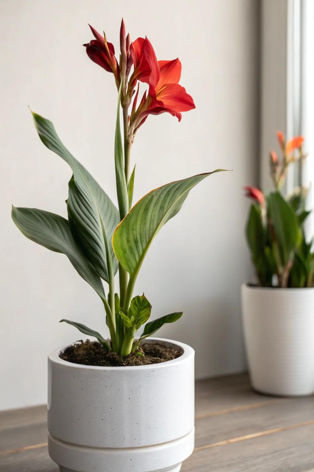 Embrace serene elegance with a minimalist canna lily display.