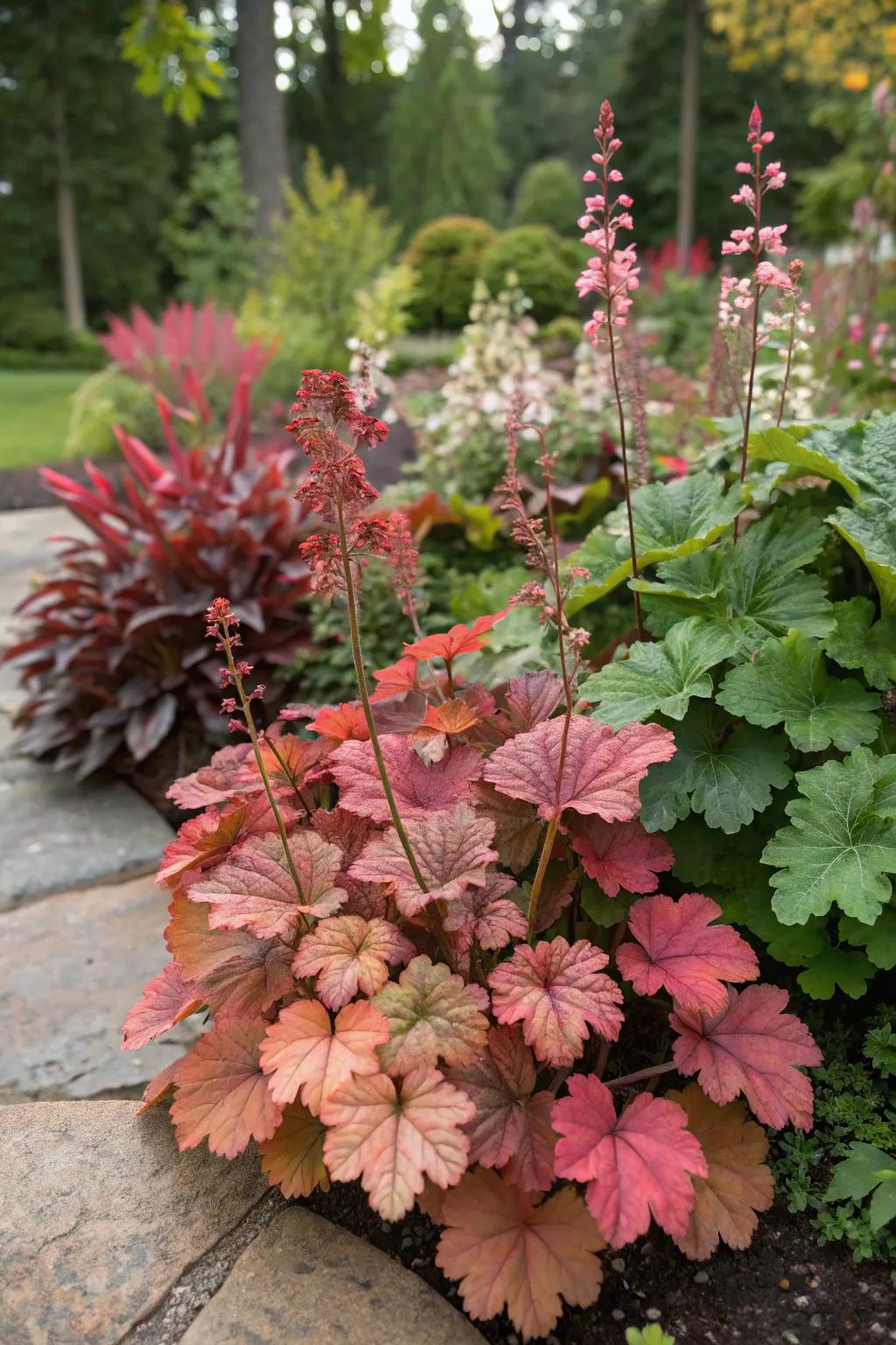 Coral bells showcasing their seasonal color transitions in the garden.