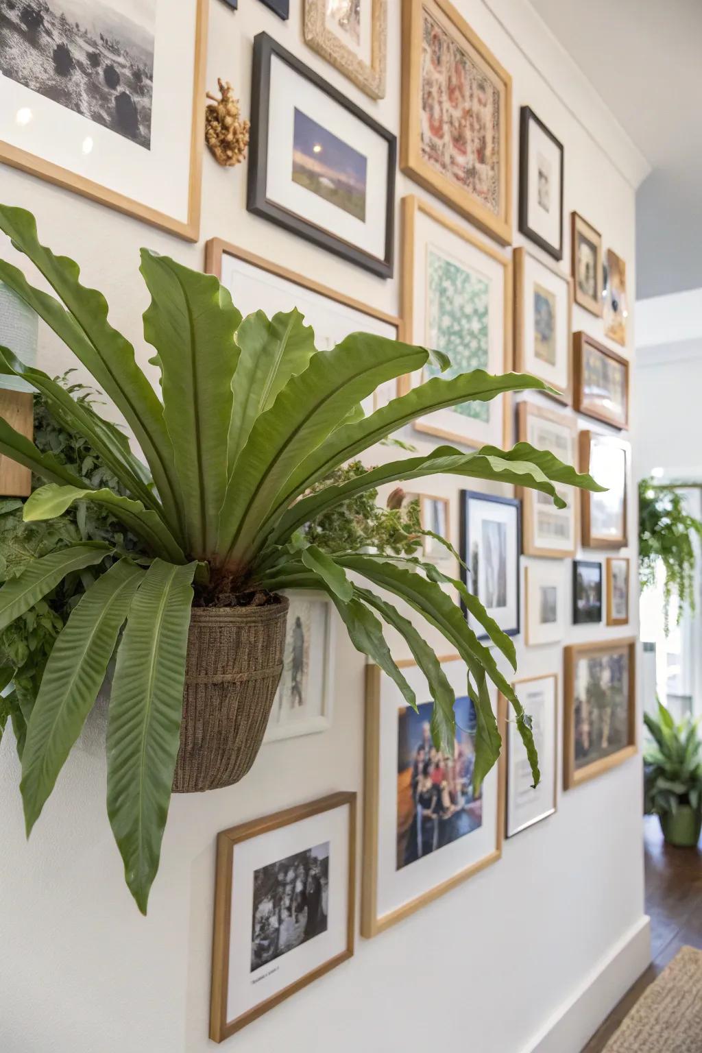 A staghorn fern adding life to a gallery wall.