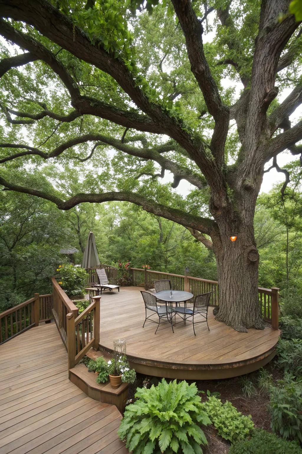 A platform or patio encircling a tree melds nature with habitation expanse.