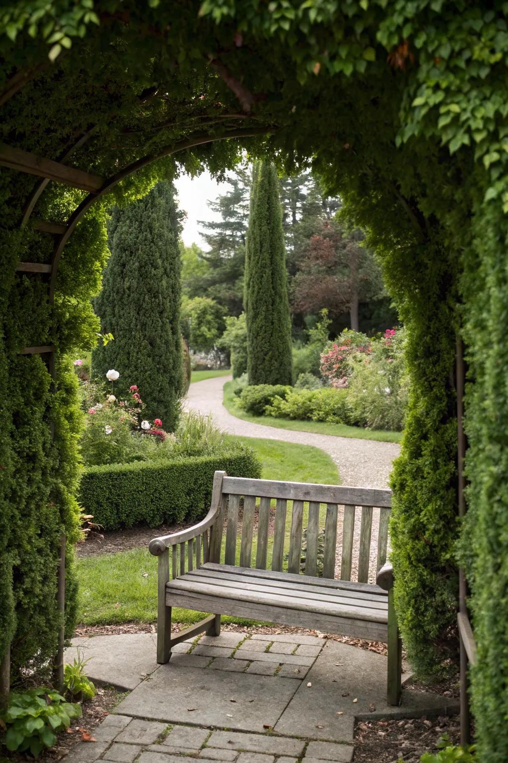 Arborvitae frame your garden features with natural elegance.
