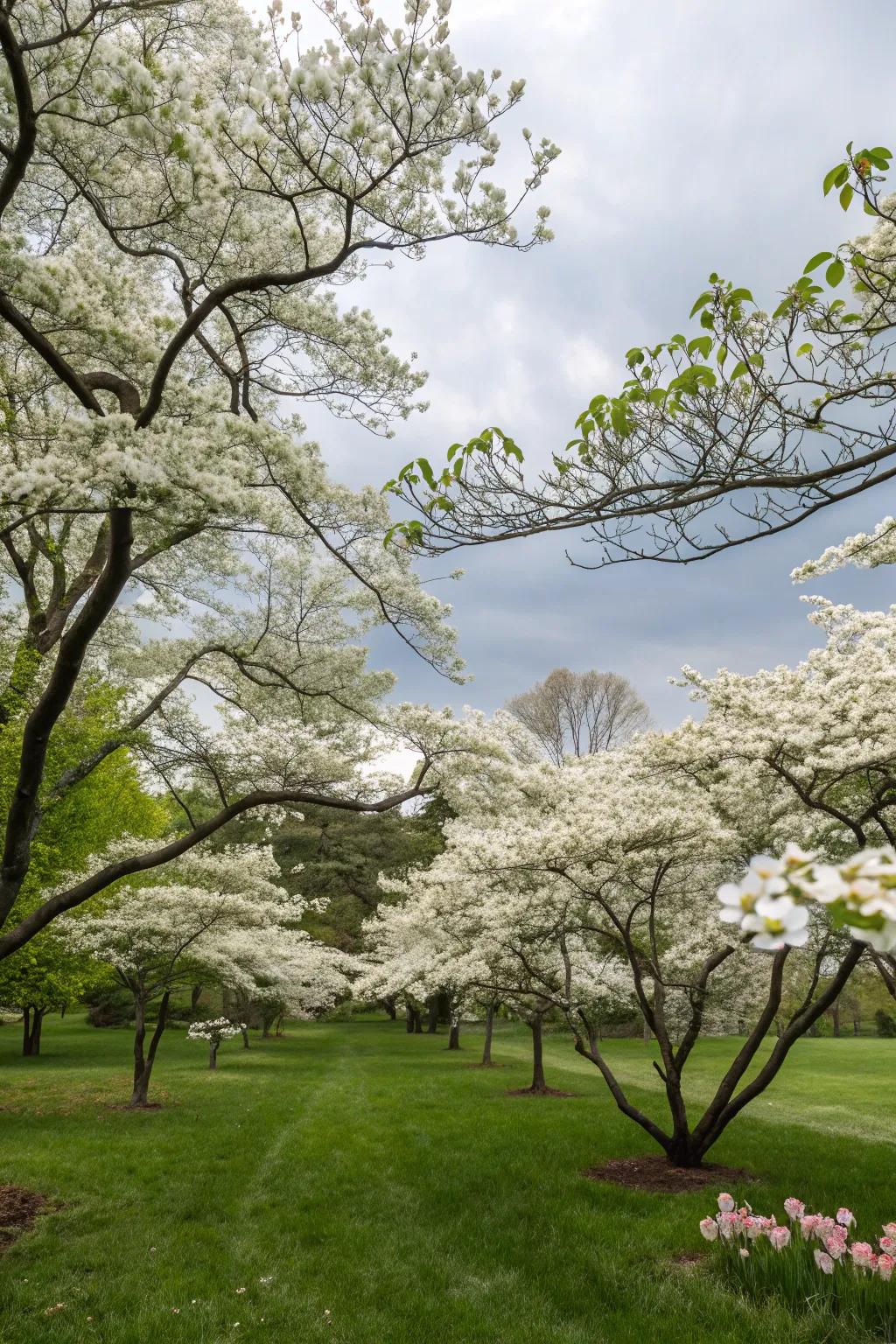 White flowering trees add structure and seasonal beauty.