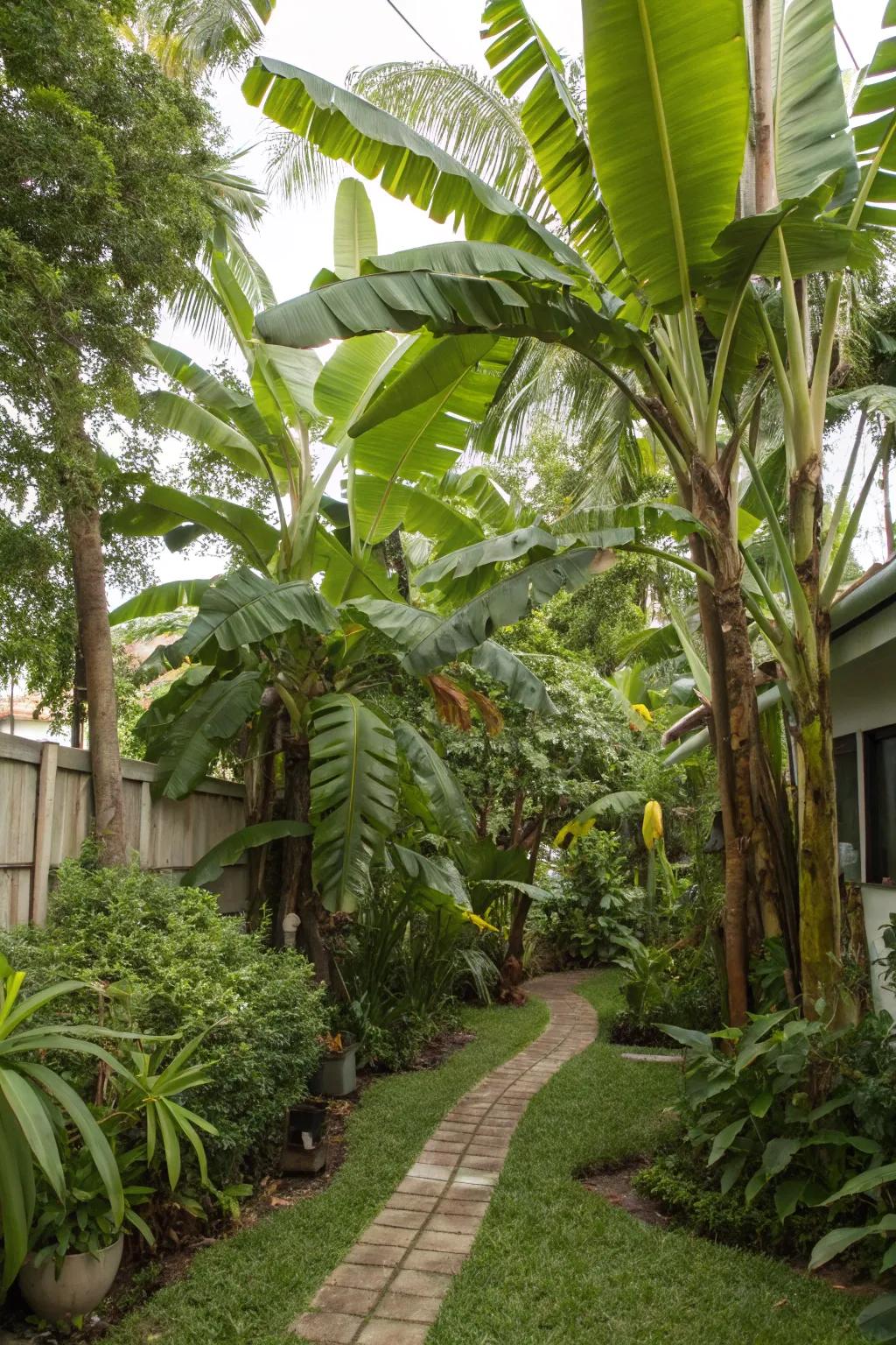 Immerse yourself in a miniature tropical thicket with diverse banana trees.