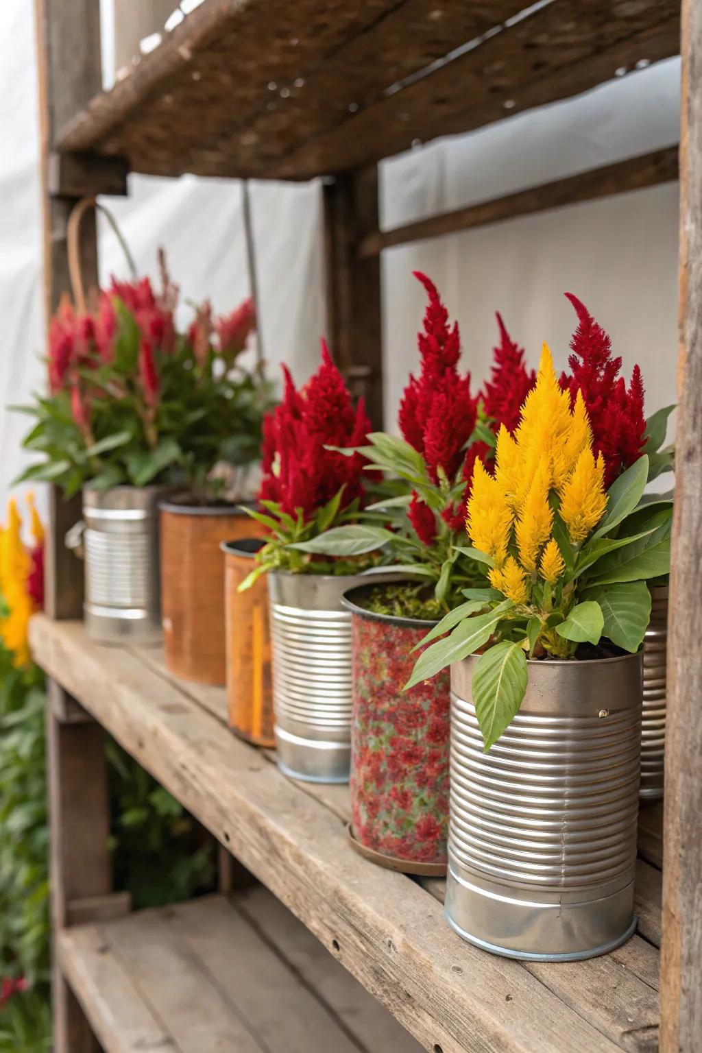 Repurposed tin cans offer a vintage charm to celosia.