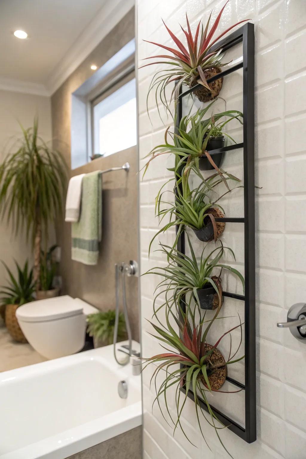 Tillandsia air plants offer a sleek, modern aesthetic.