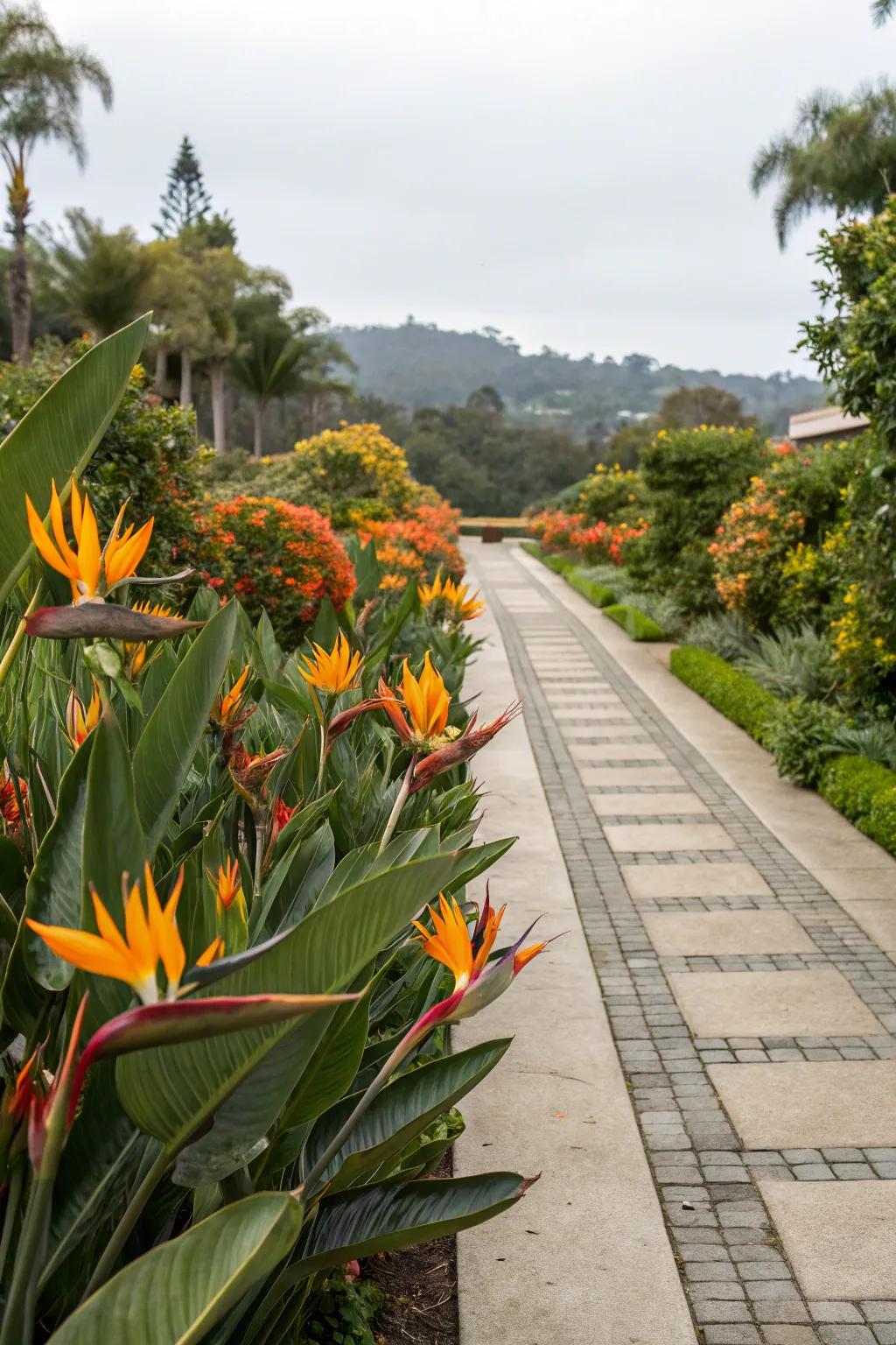 Design a striking entrance with Bird of Paradise as the focal point.