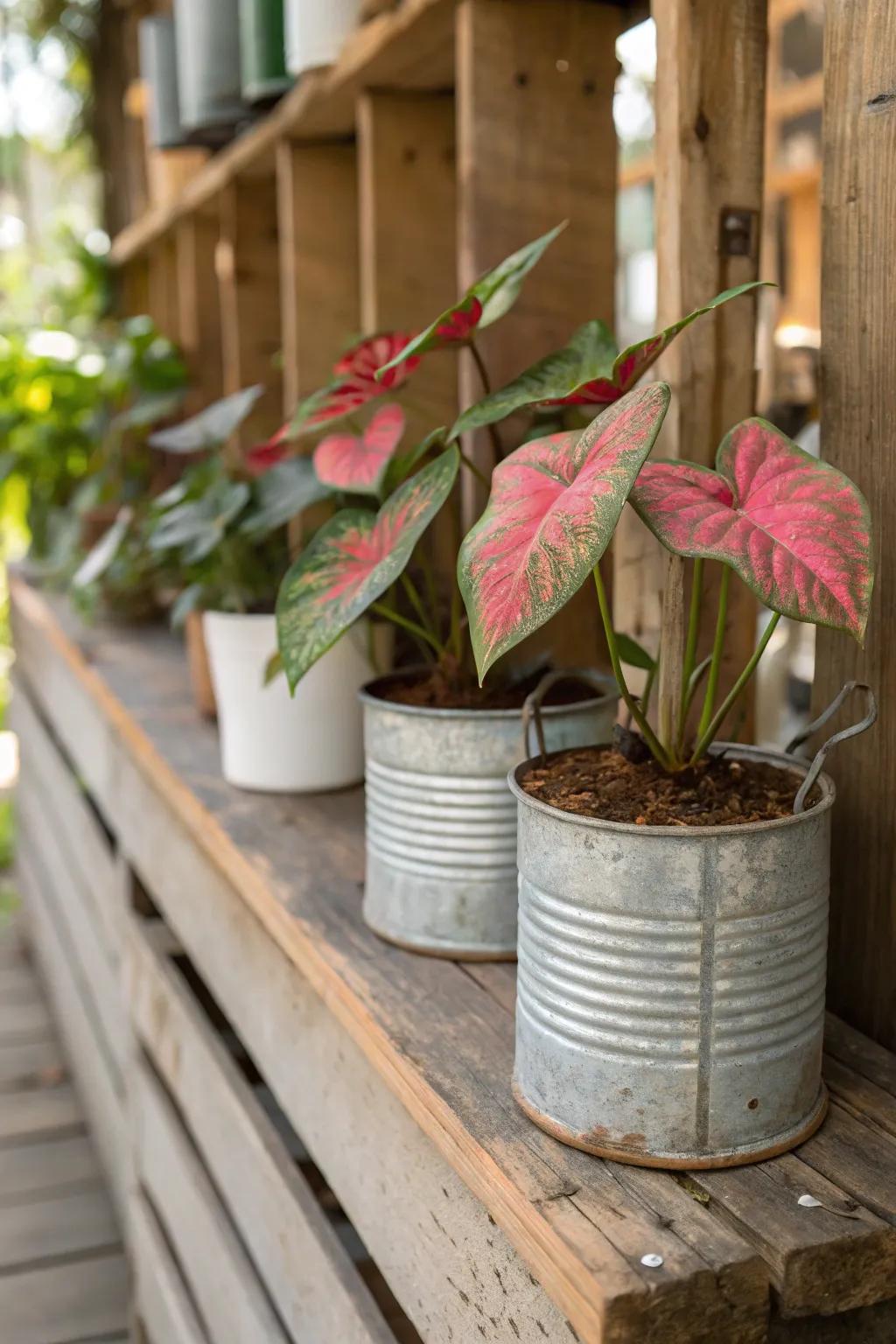 Vintage containers bring a touch of nostalgia to your plant arrangements.