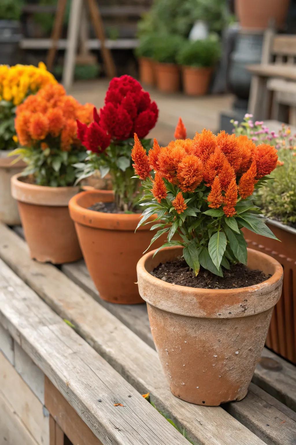 Terracotta pots perfectly complement the fiery tones of celosia.