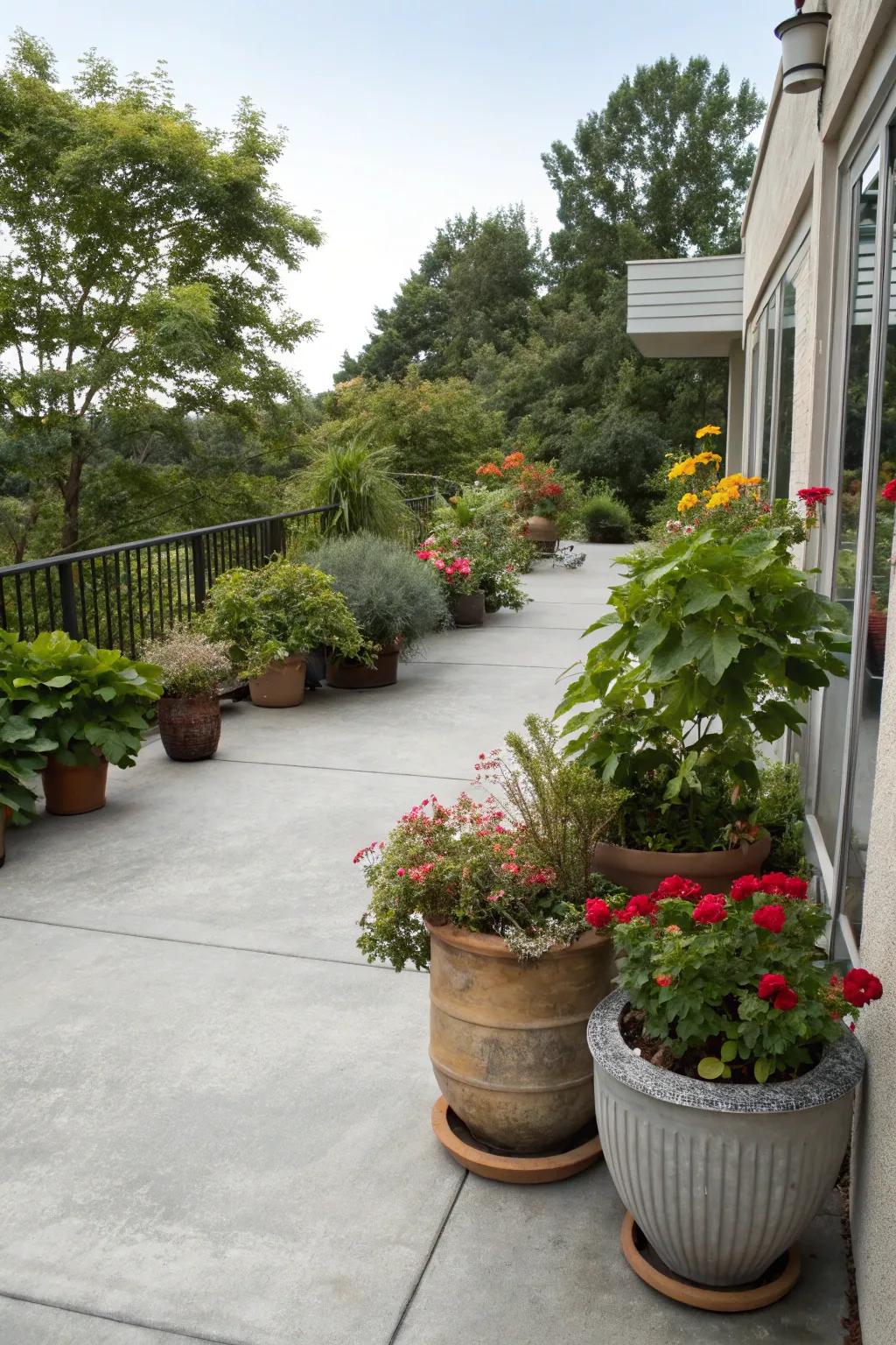 A vibrant concrete patio adorned with lush potted plants of varying heights.