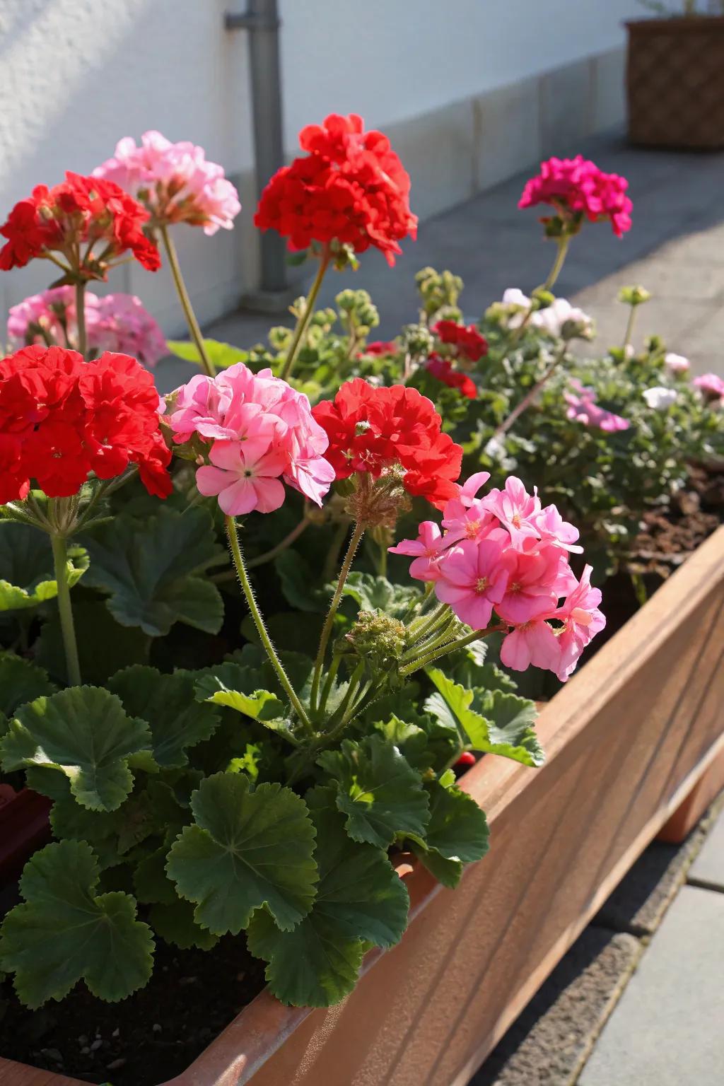 Geraniums inject a burst of color into the garden.