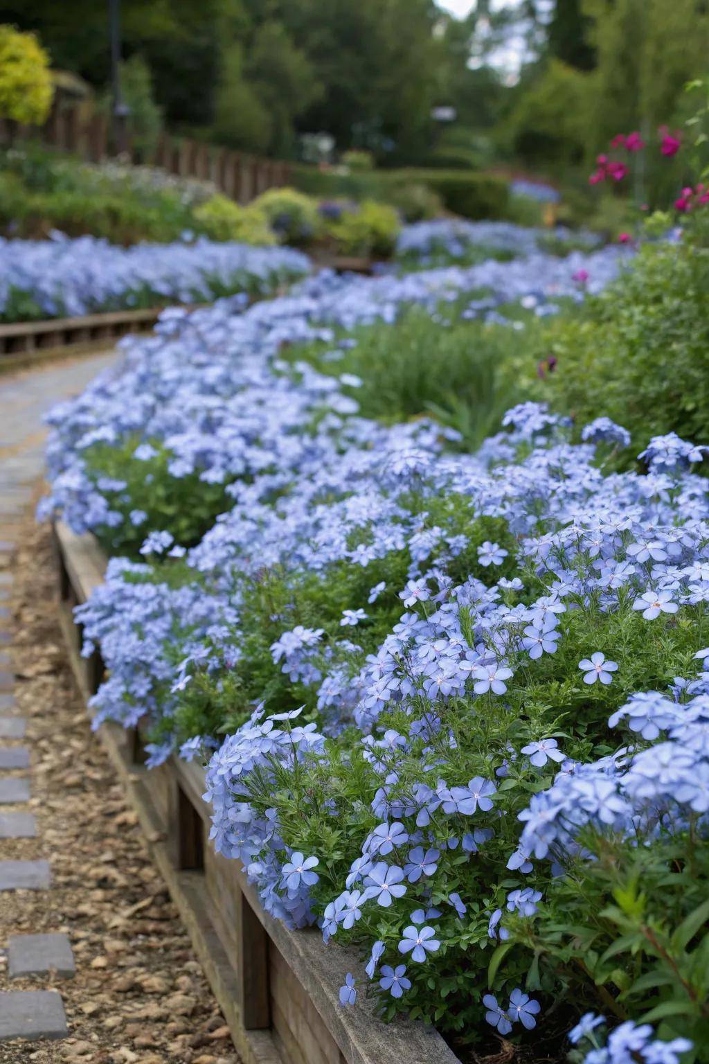 A garden bed brimming with dense clusters of blue plumbago flowers.