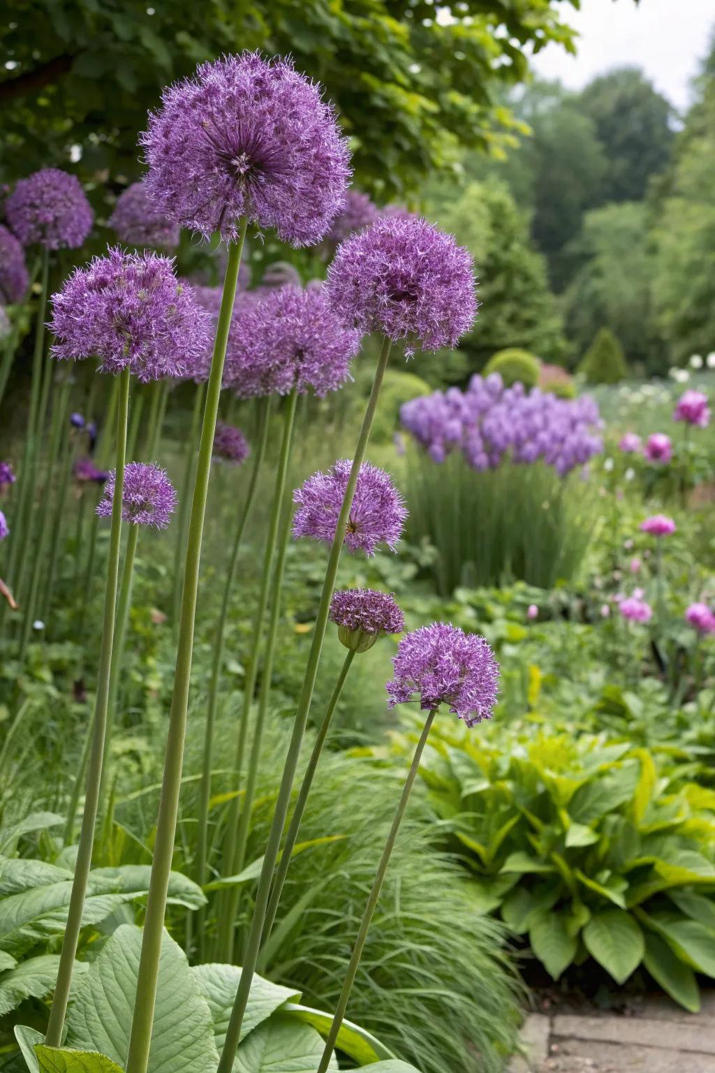Alliums create a striking contrast in any garden.