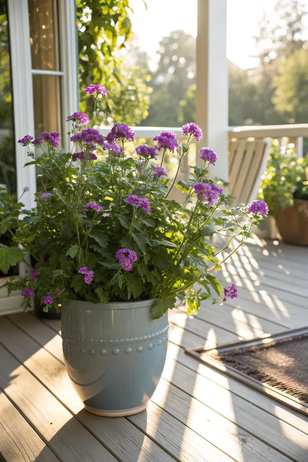 Gloryflower prospering on a sun-kissed veranda.