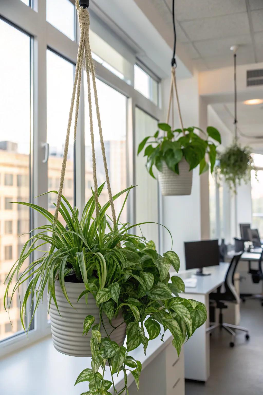 Optimize vertical space using fashionable suspended flora.