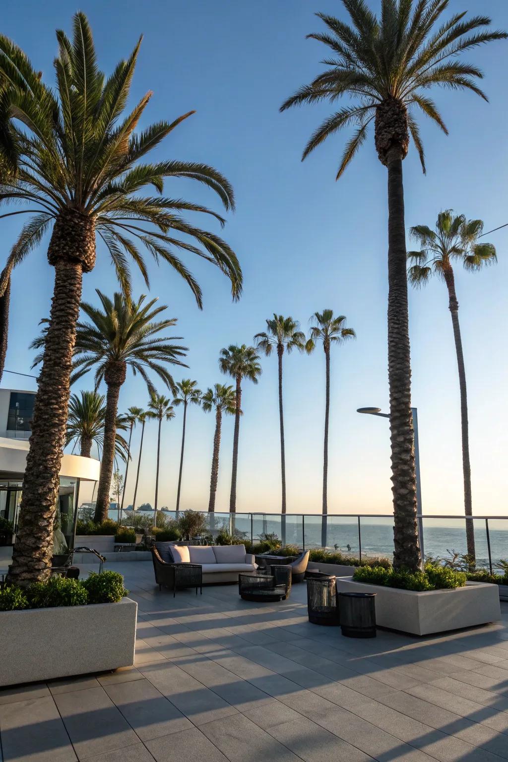 Towering palms bring a piece of Palm Springs into any garden.