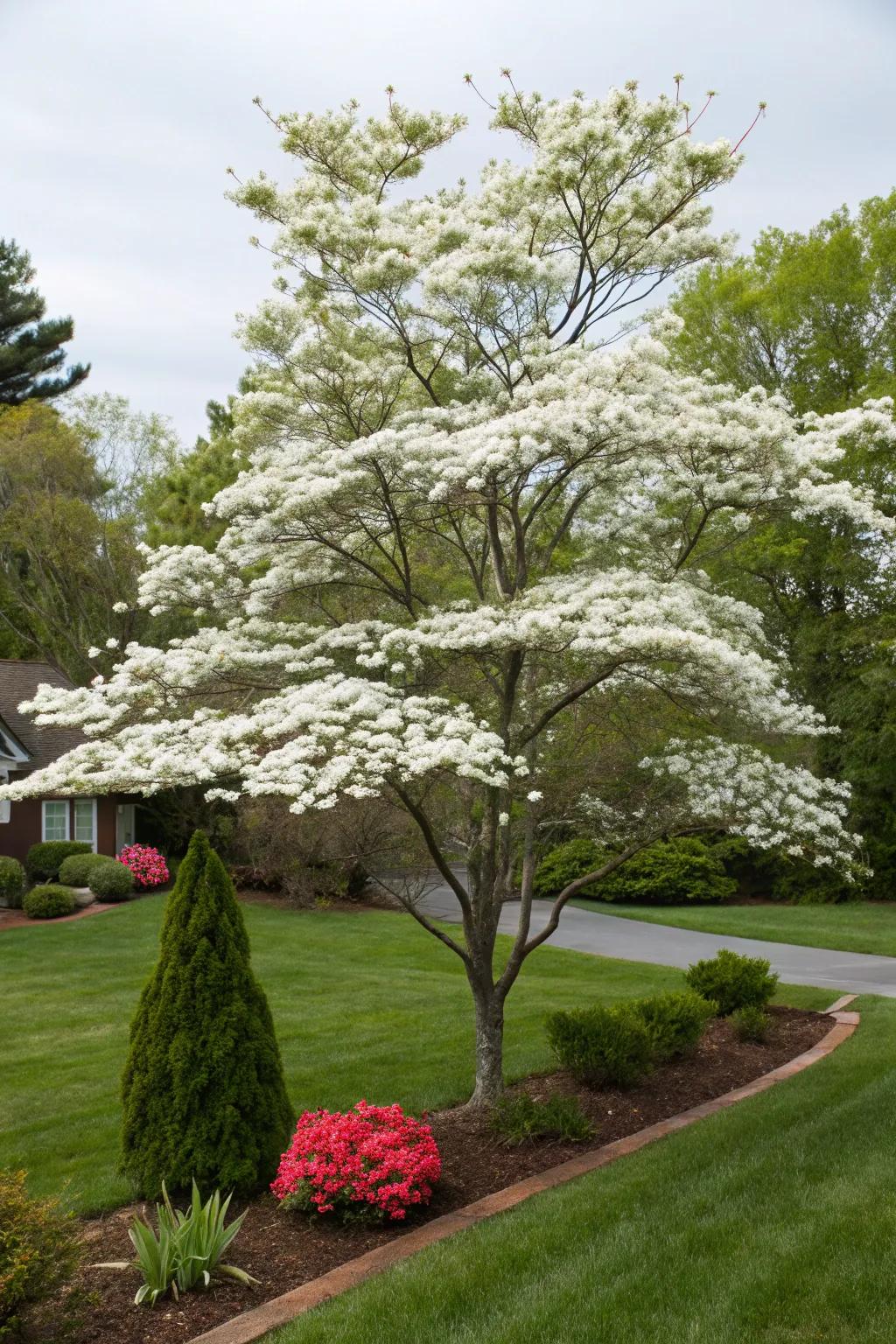 Cornus florida graces a front yard with its stunning blooms and berries.