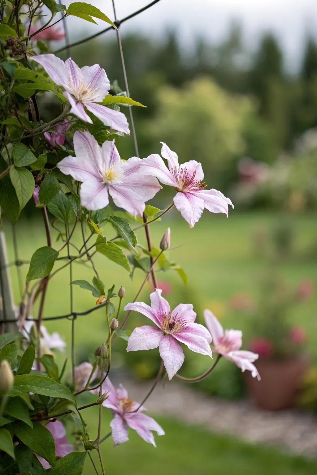 An unseen trellis develops the impression of clematis drifting in mid-air.
