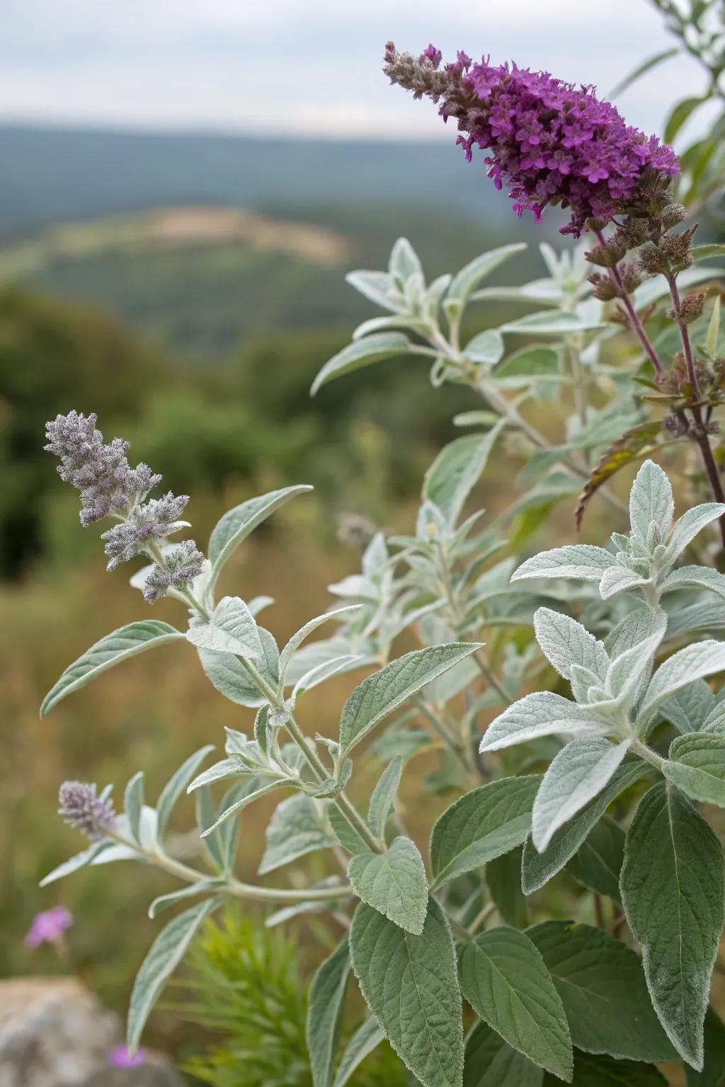 Silverbush mint and flutter flower assemble a striking display of silver and purple.