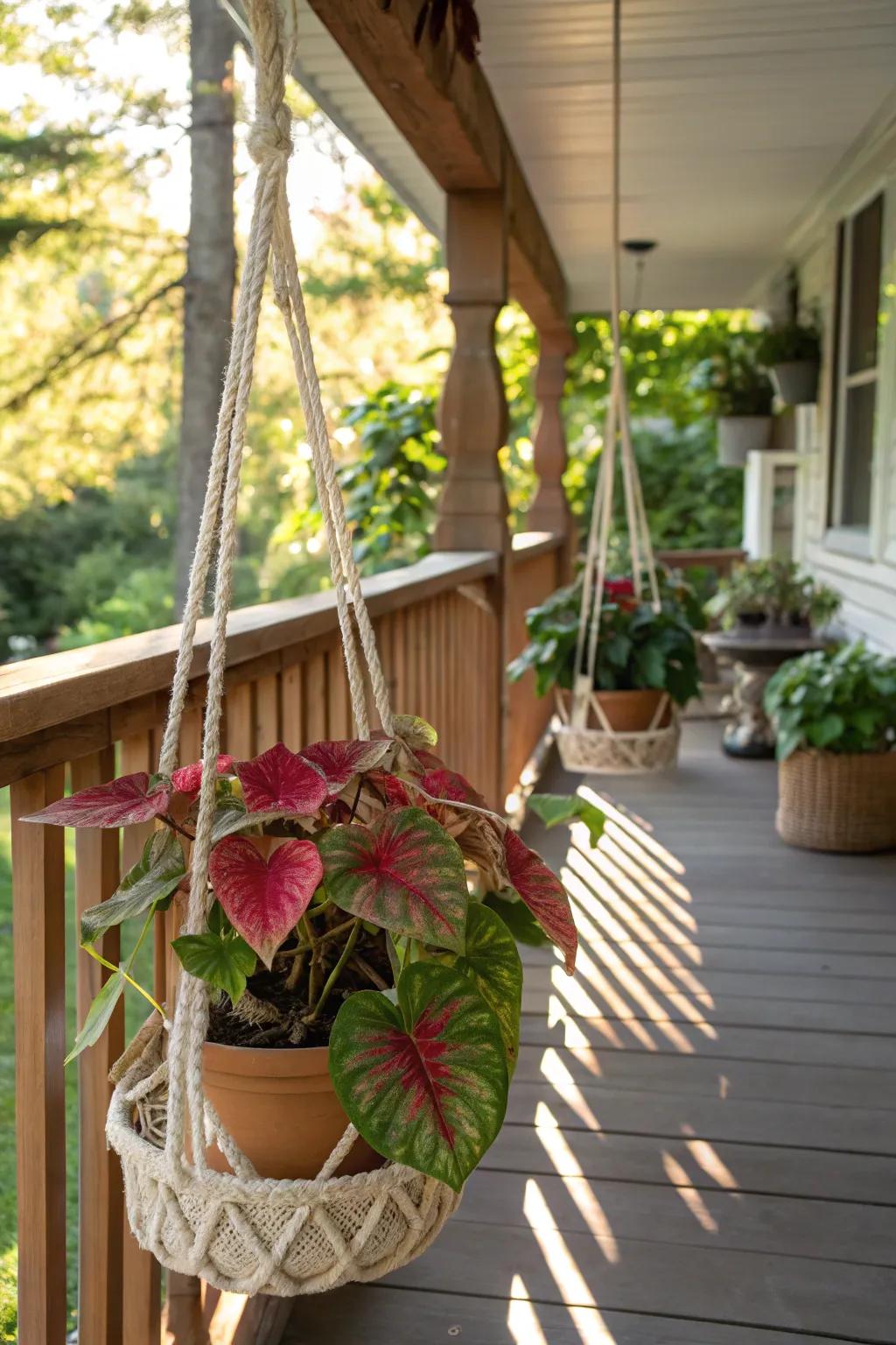 Hanging caladiums create a lush, inviting outdoor space.