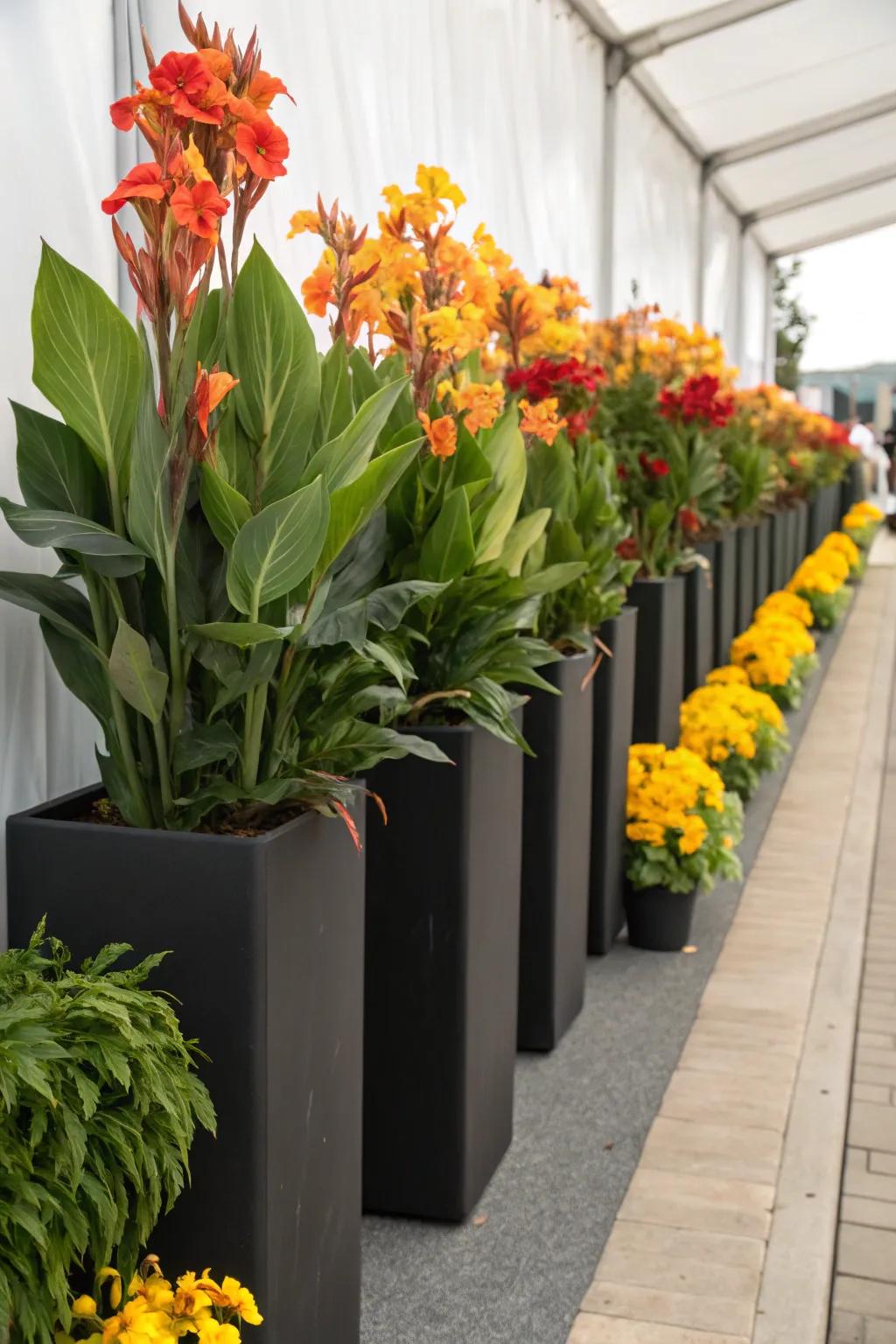 Glory plants in elevated containers contribute height and impact to any setting.